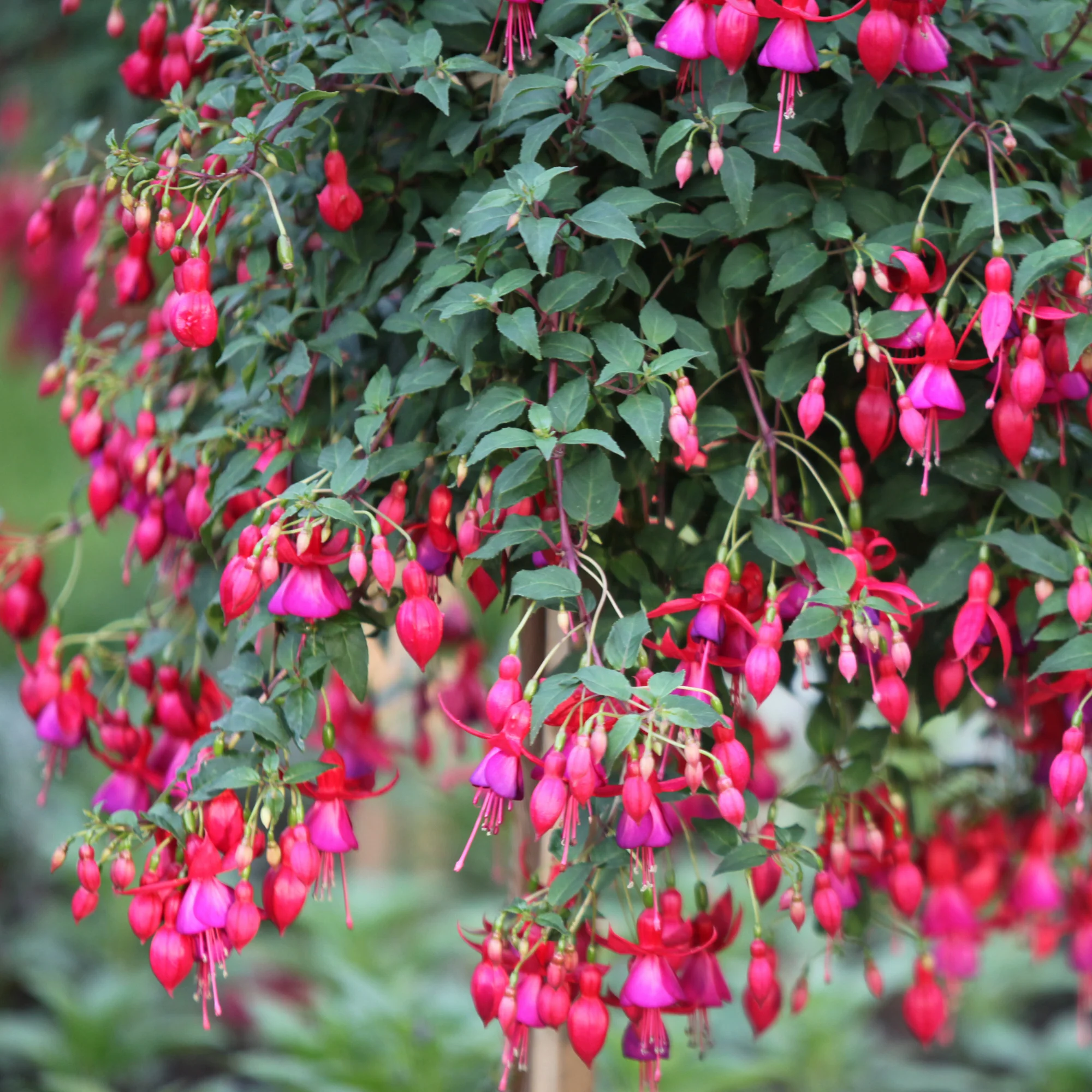 6 Fuchsias rustiques en mélange - Image 3