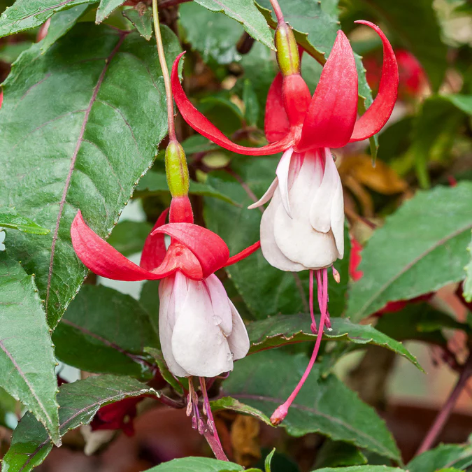 6 Fuchsias rustiques en mélange - Image 4