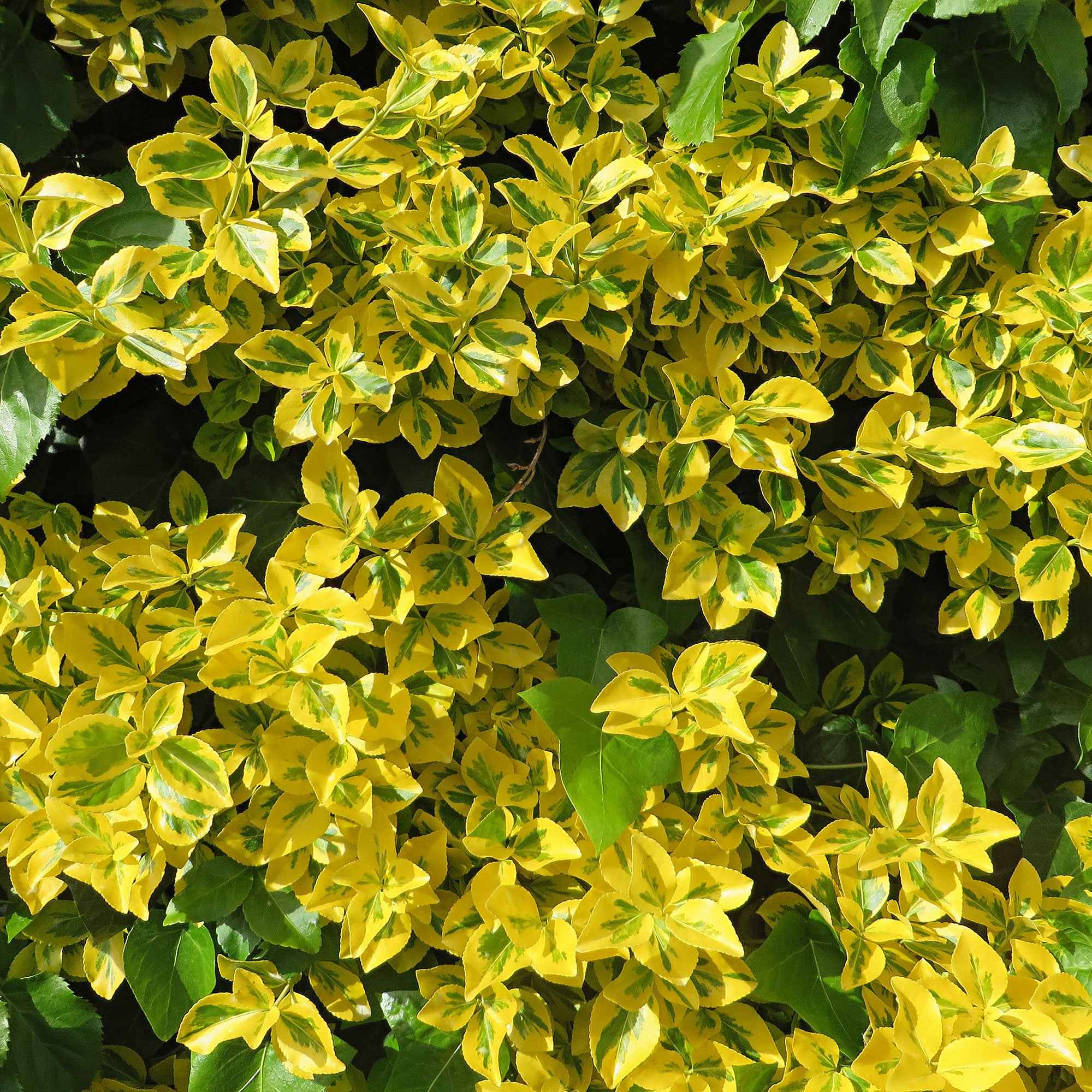 Fusain Emerald and Gold