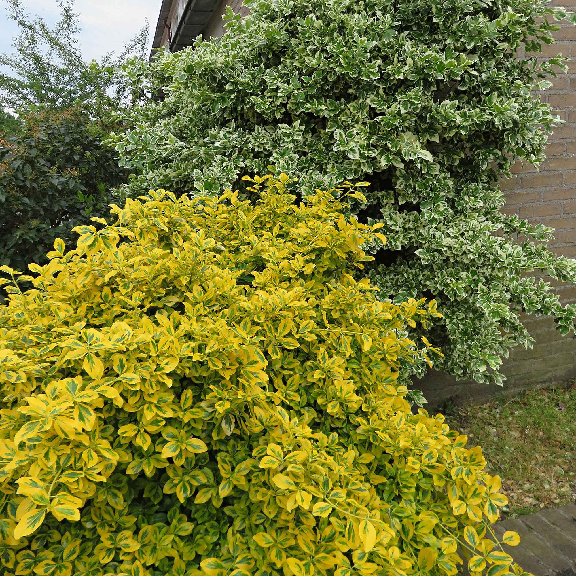 Fusain Emerald and Gold - Image 3