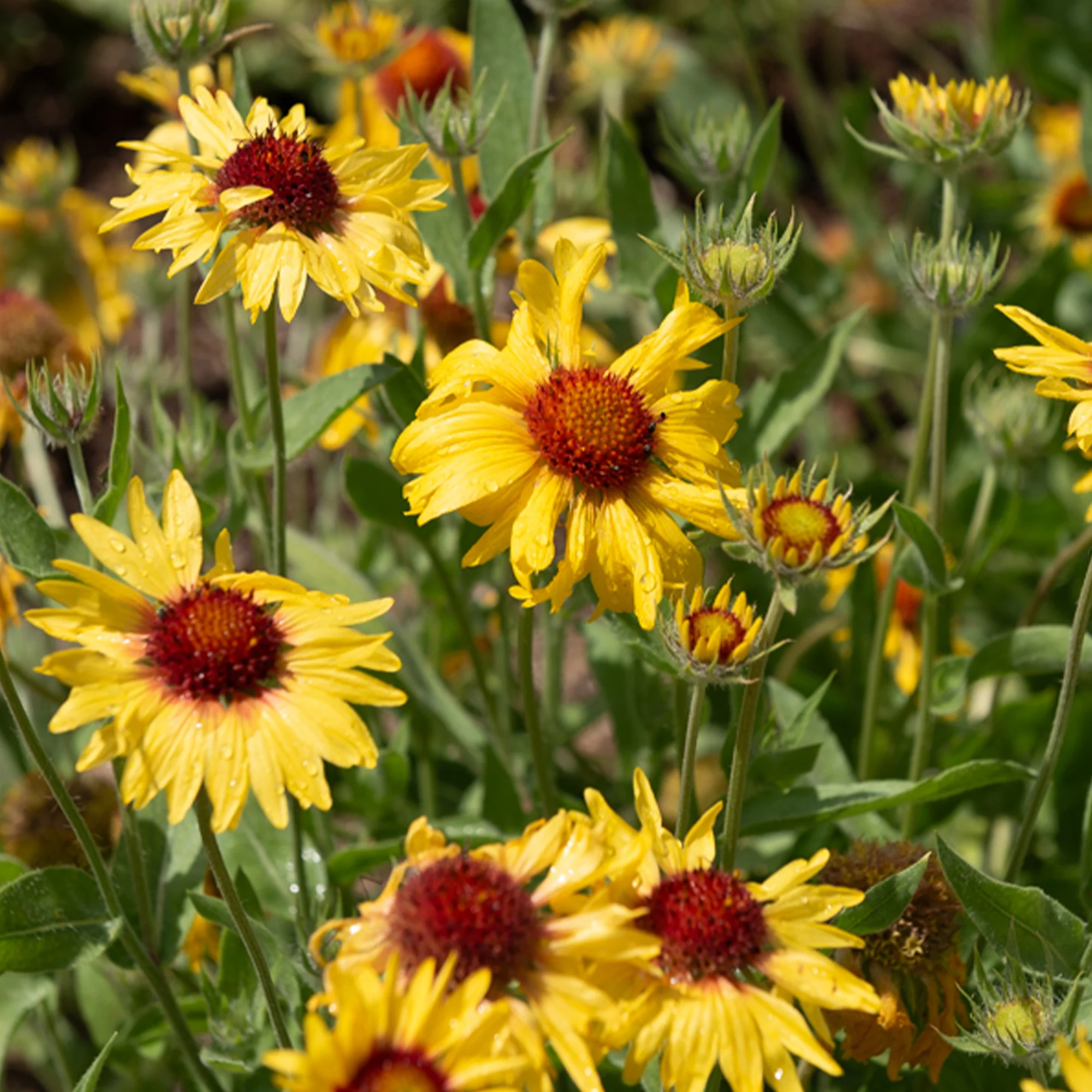Gaillarde Amber Wheels - Image 2