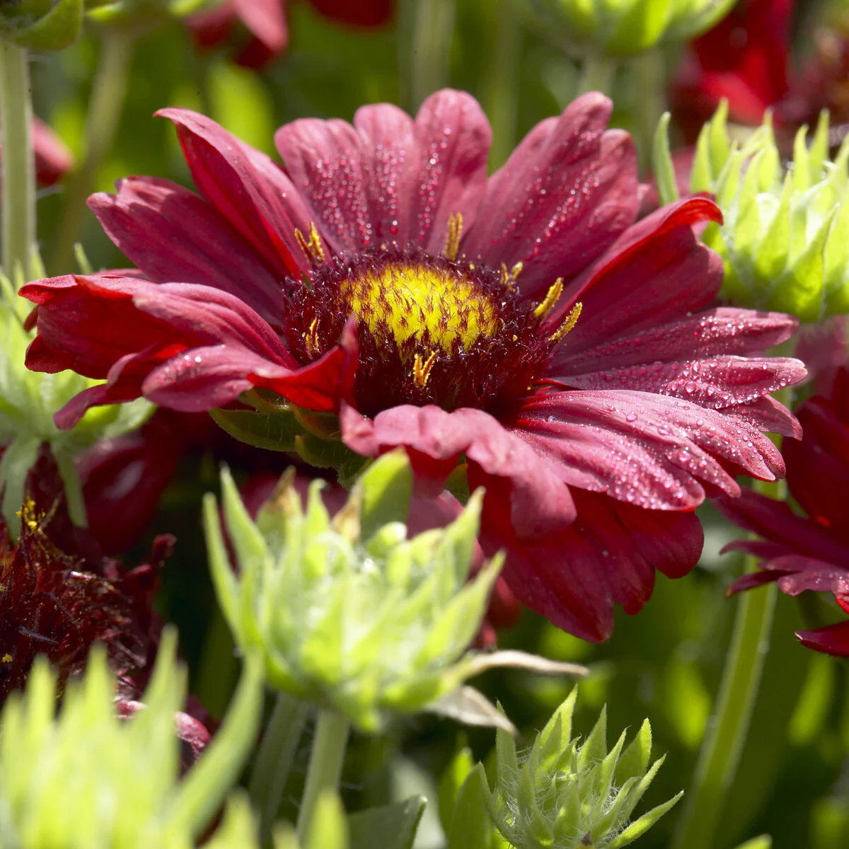 Gaillarde Bourgogne