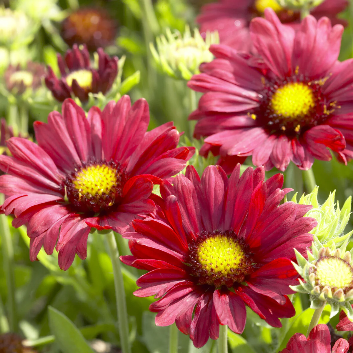 Gaillarde Bourgogne - Image 2