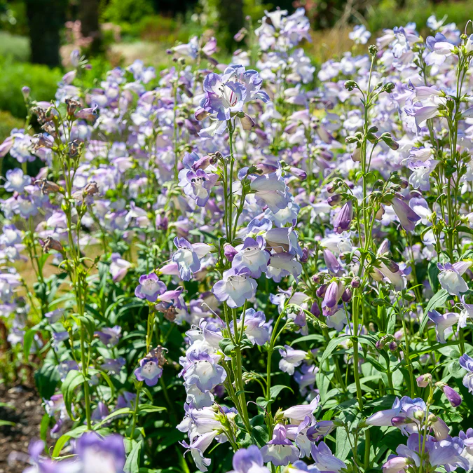 Galane Alice Hindley - Penstemon - Image 3