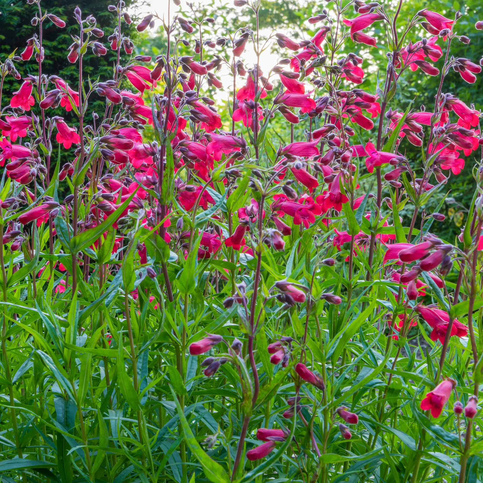 Galane Schoenholzeri - Penstemon