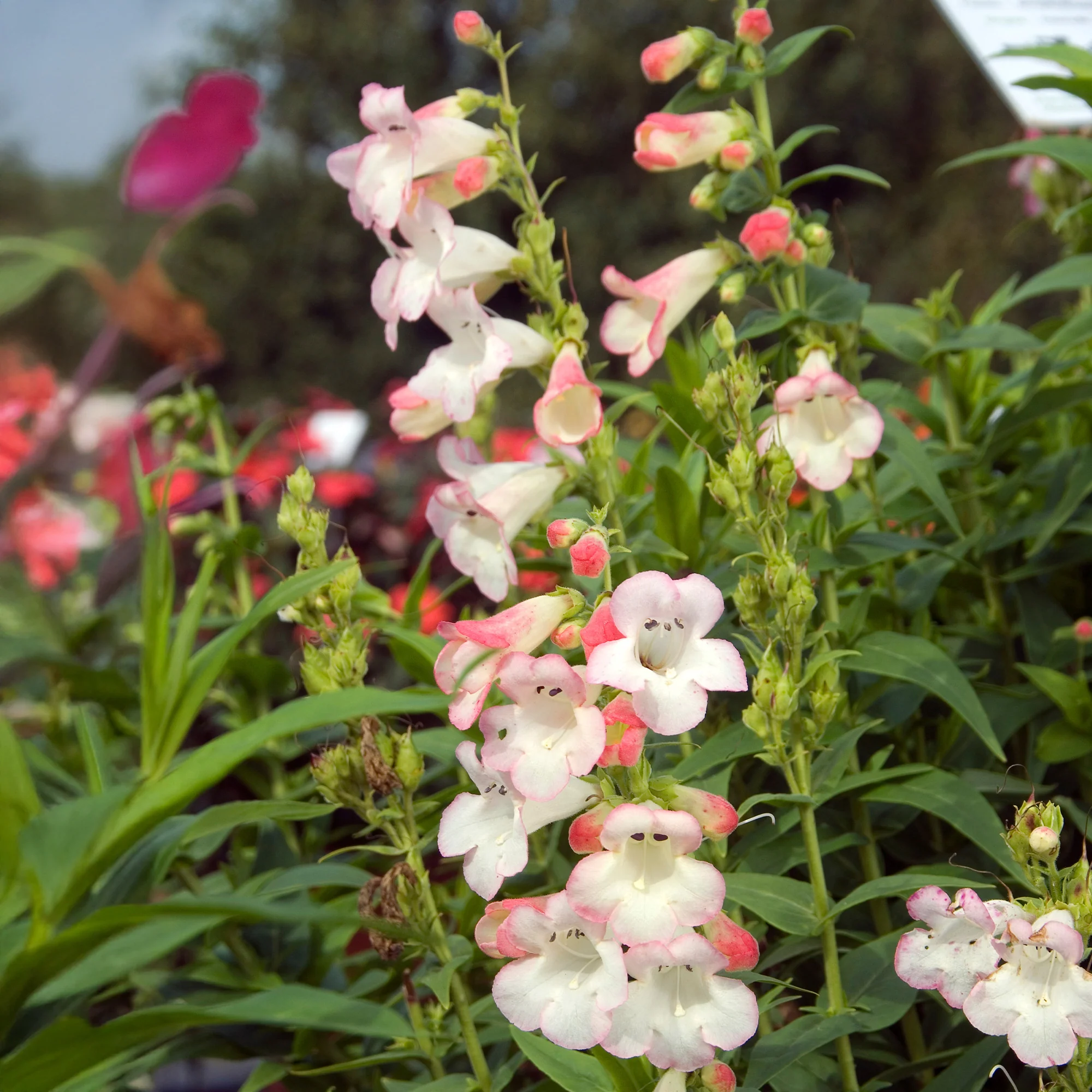 Galane Apple Blossom - Penstemon
