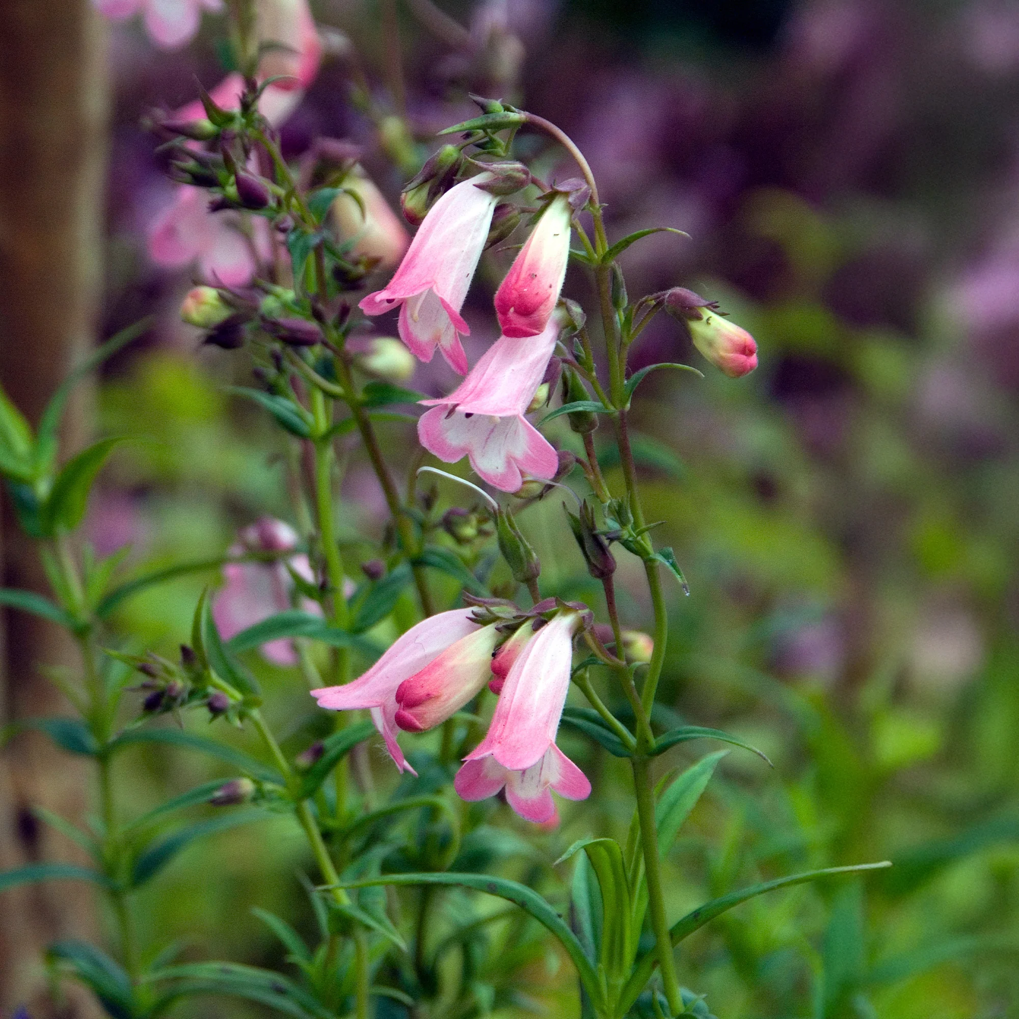 Galane Apple Blossom - Penstemon - Image 2