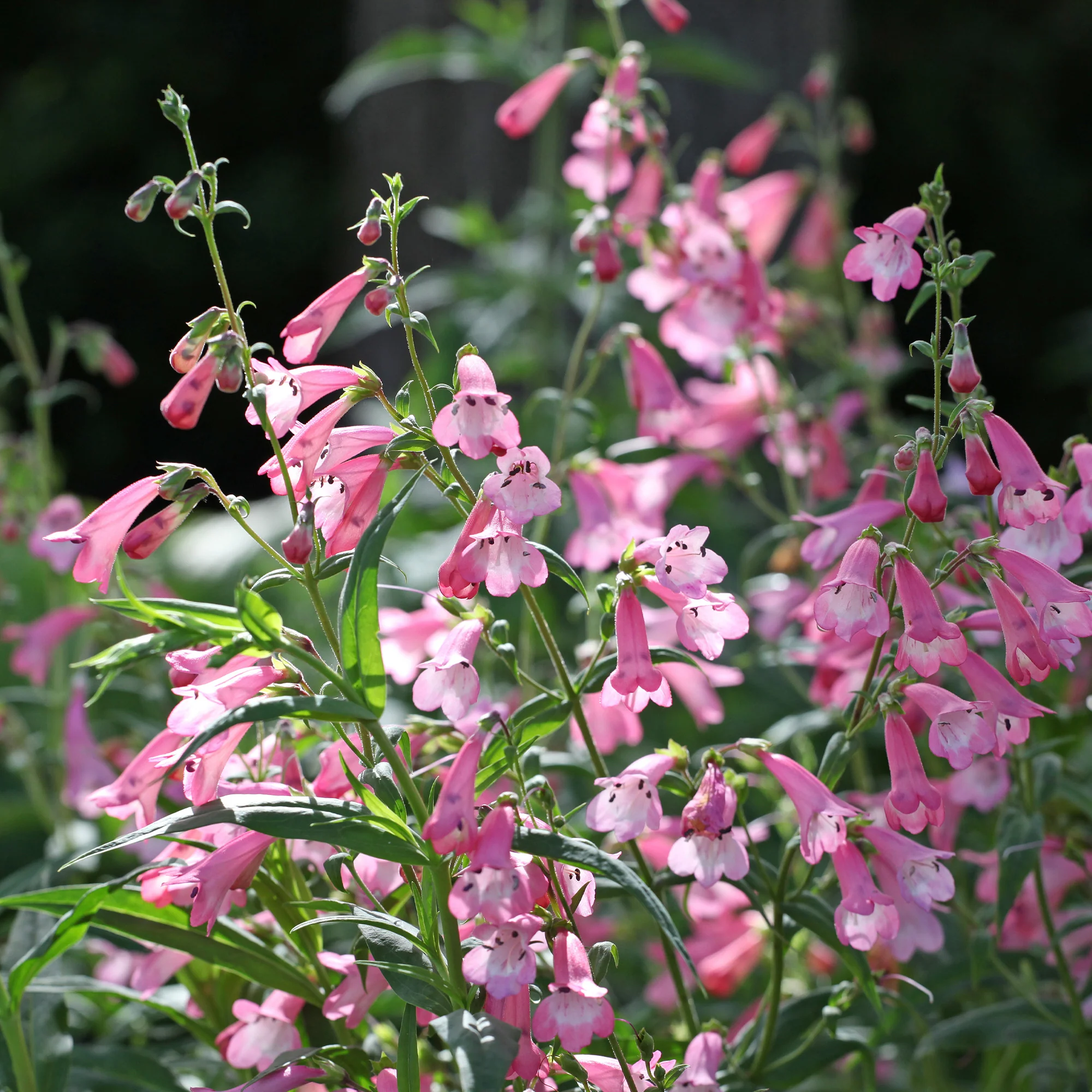Galane Apple Blossom - Penstemon - Image 3