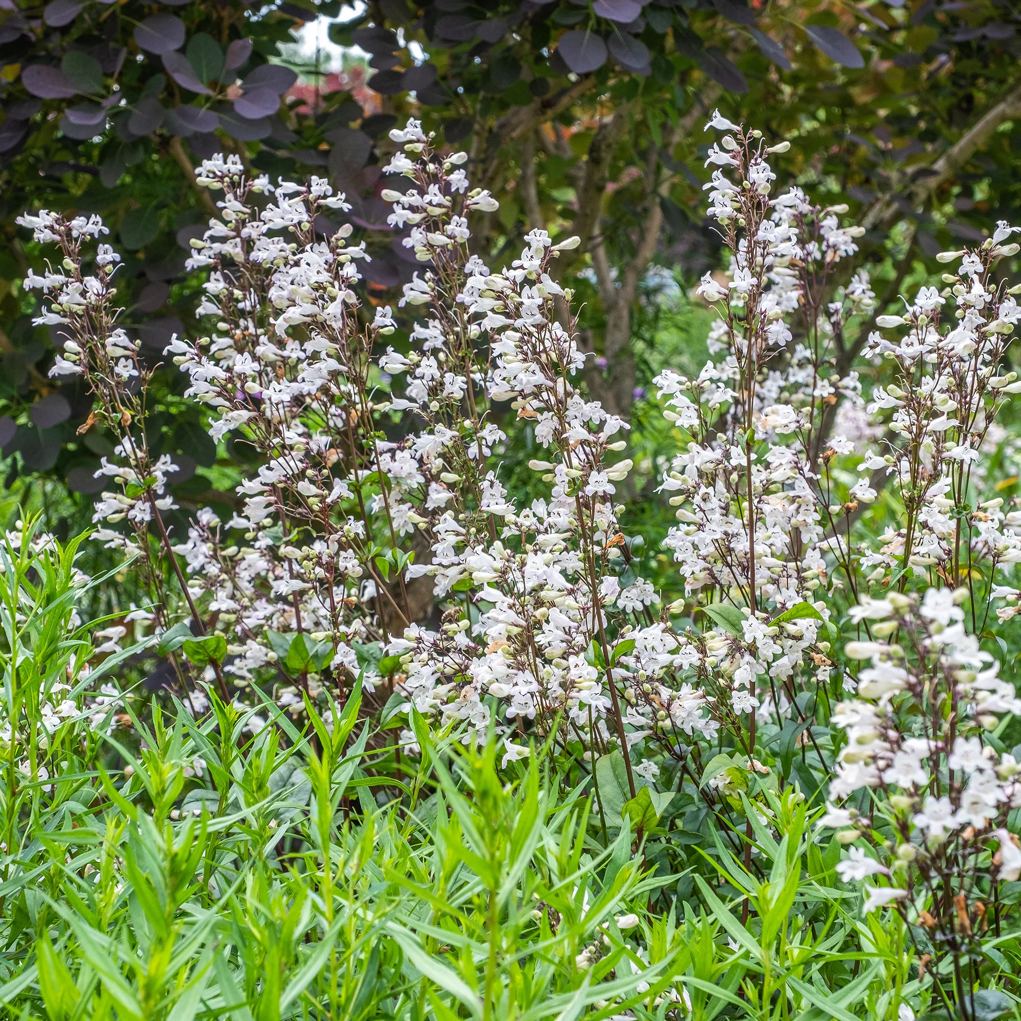 Galane Husker Red - Penstemon