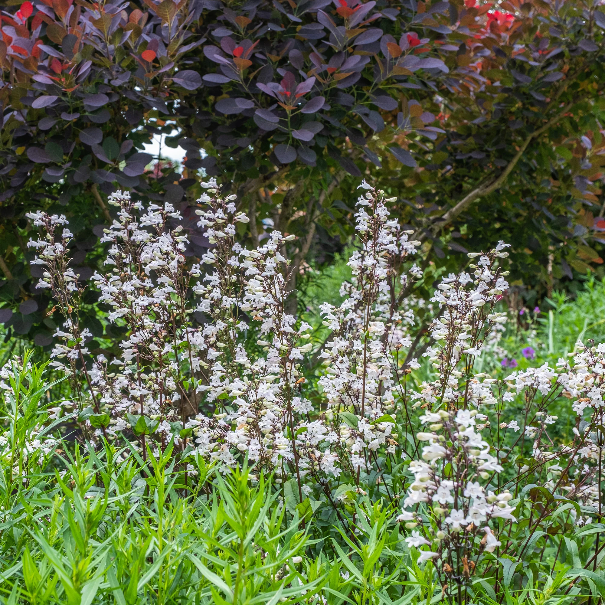 Galane Husker Red - Penstemon - Image 4
