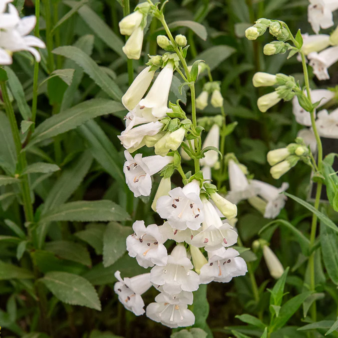 Galane White Bedder - Penstemon - Image 2