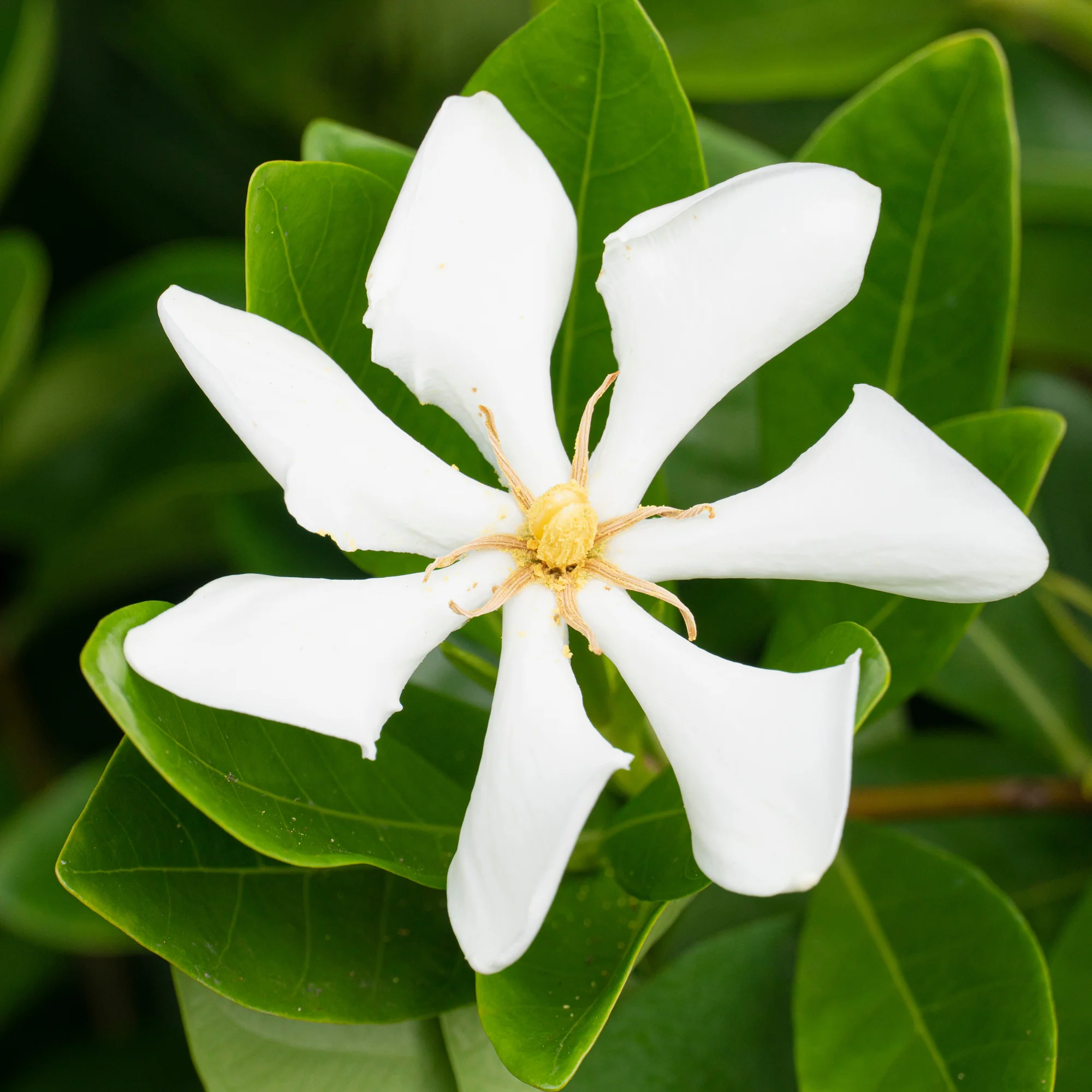 Gardénia rustique Pinwheel