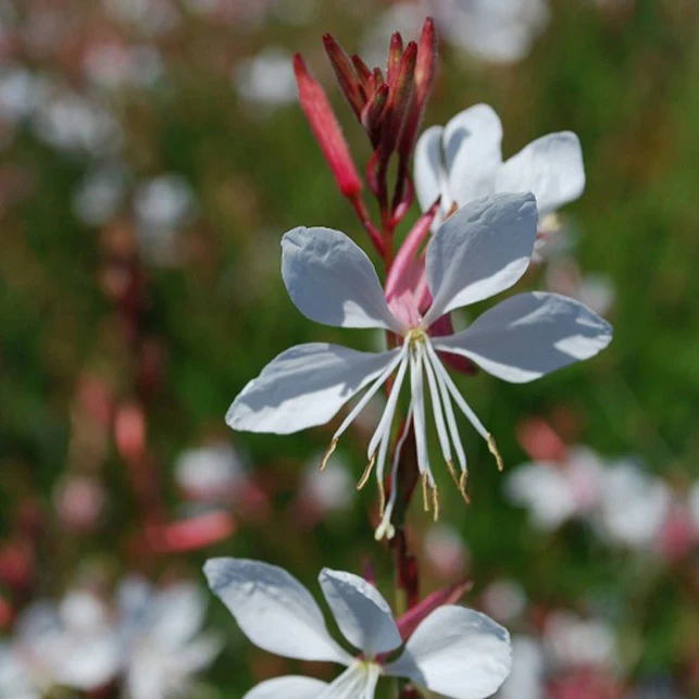 Gaura blanche - Image 5