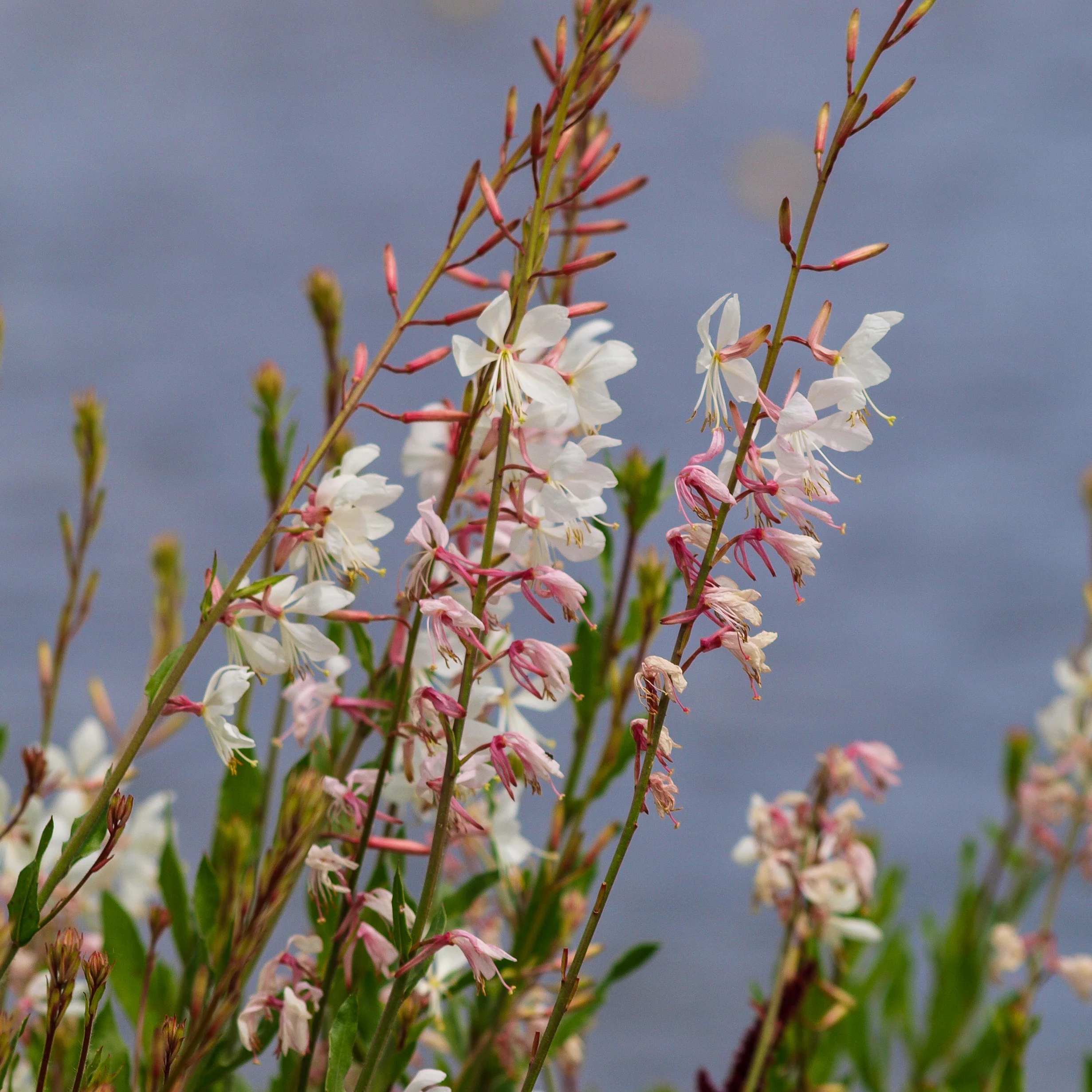 Gaura Corrie's Gold - Image 4