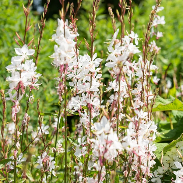 2 Gauras blanc et rose en mélange - Image 4