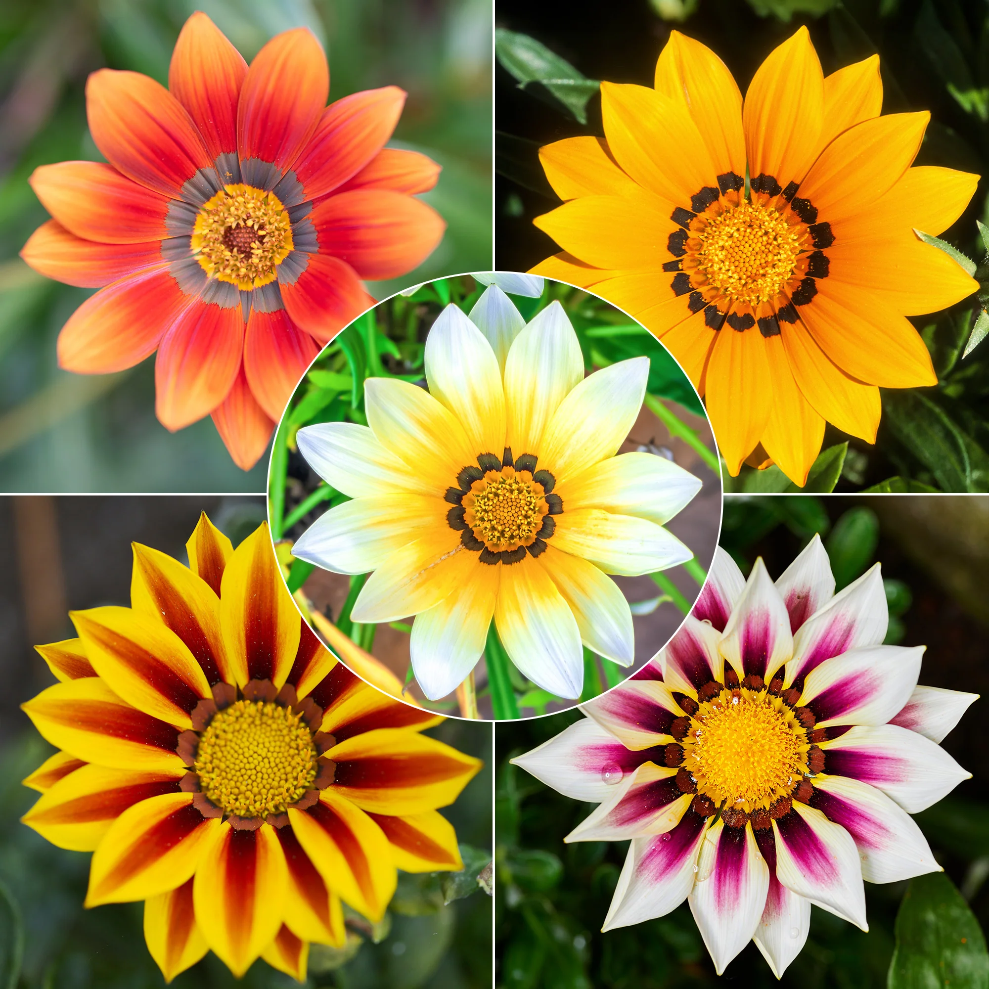3 Gazanias en mélange