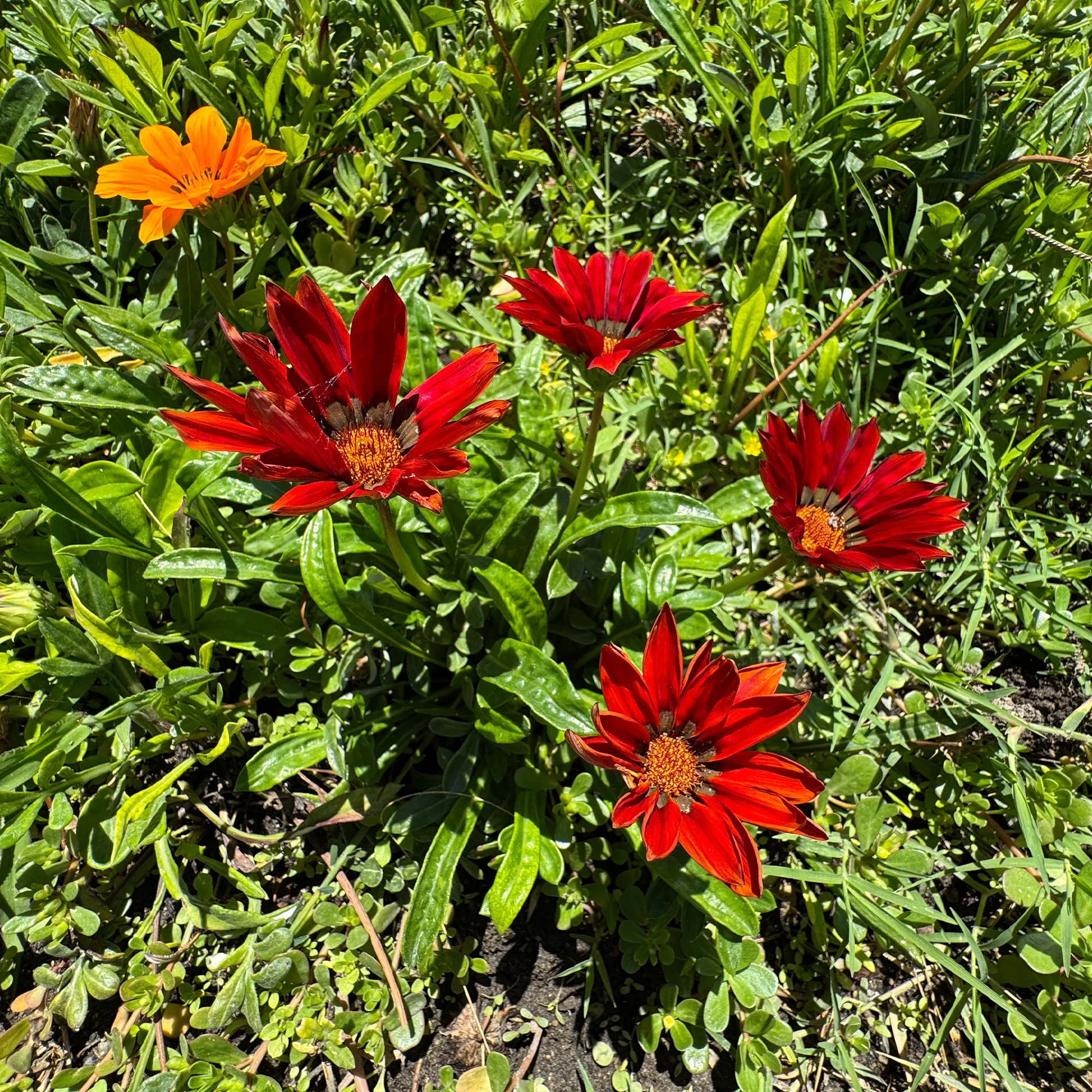 Gazania rouge