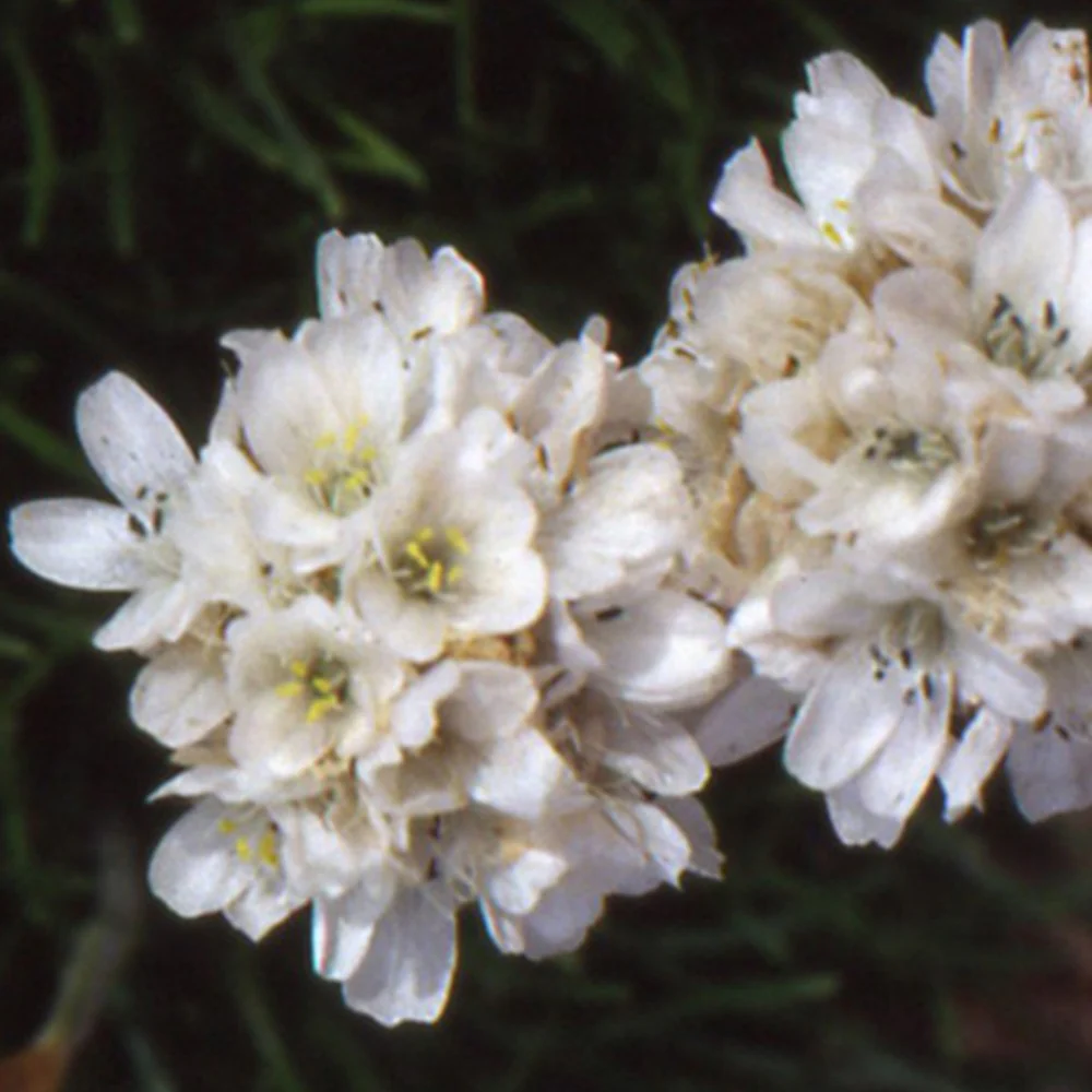 Gazon d'Espagne blanc - Image 4