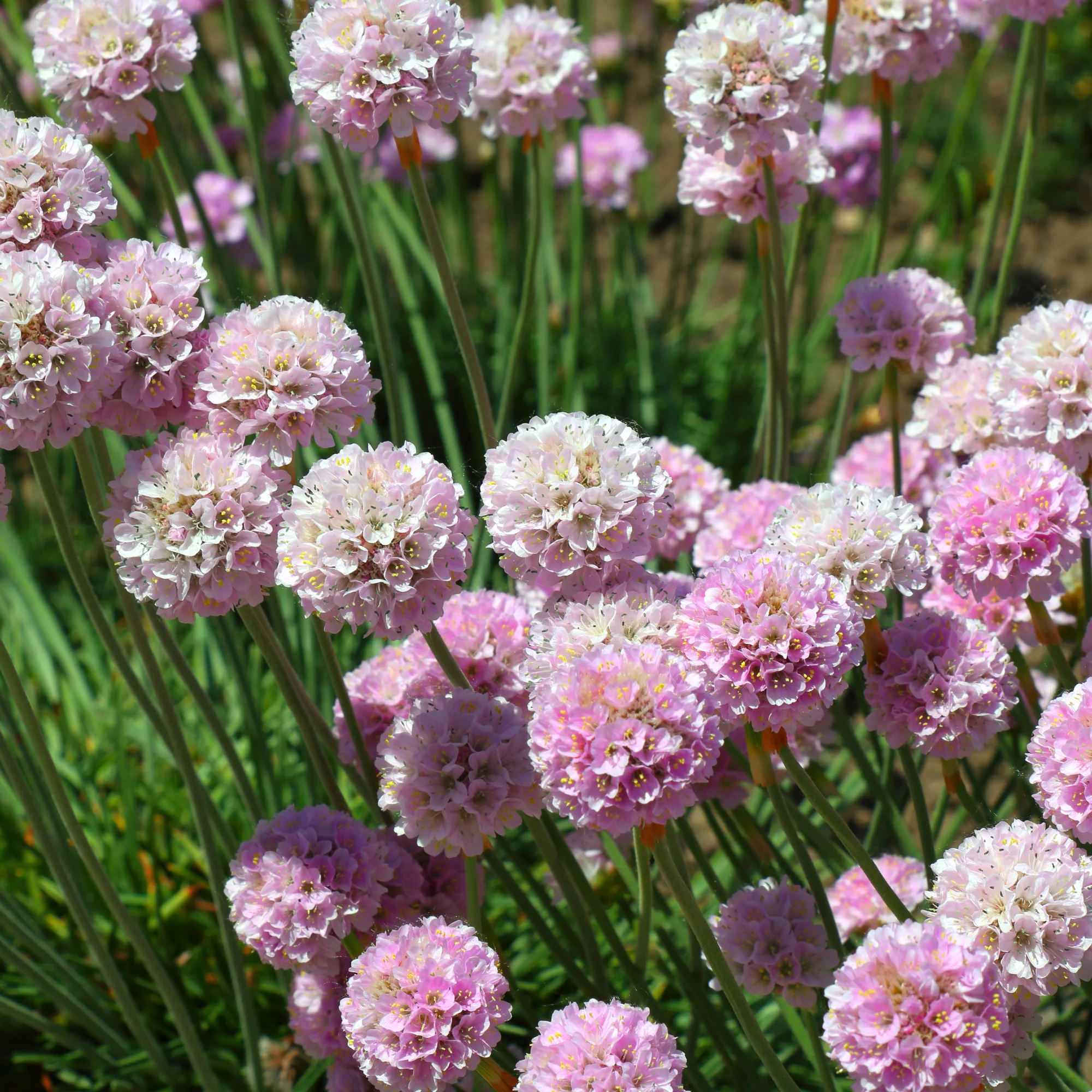 Gazon d'Espagne rose - Image 5