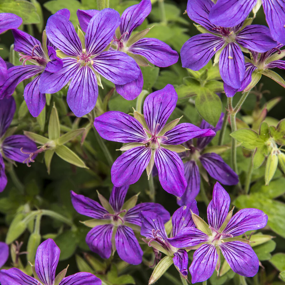Géranium vivace de Sibérie - Image 2