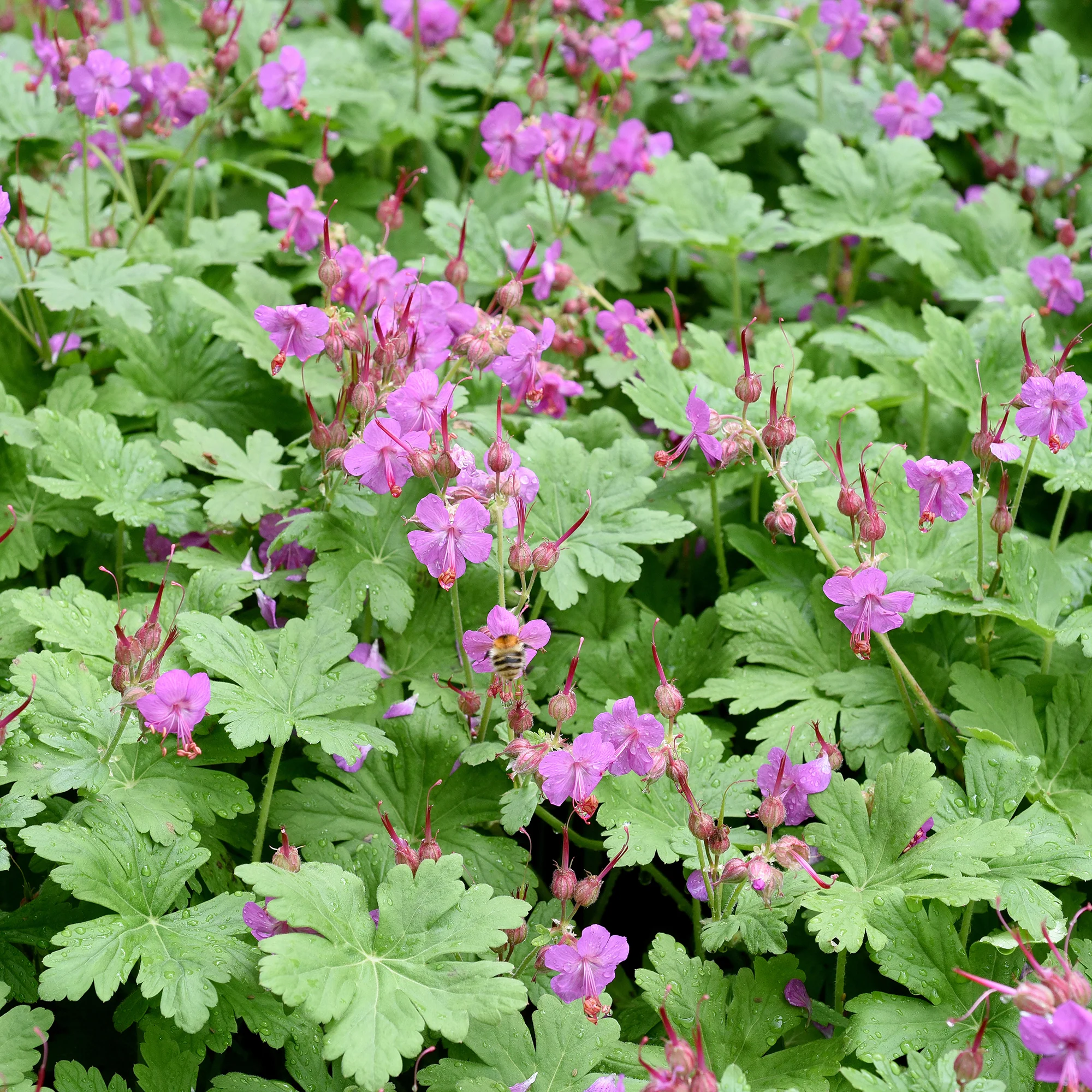 Géranium vivace - Image 2