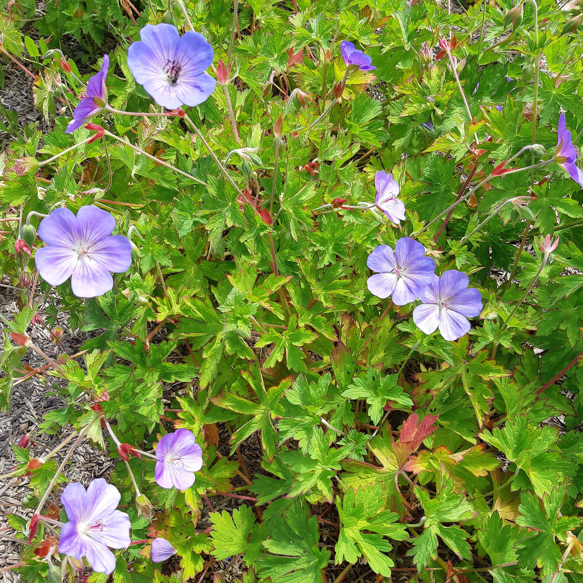 Géranium vivace Rozanne