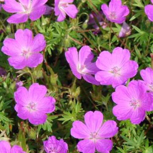 Géranium vivace sanguin Aviemore