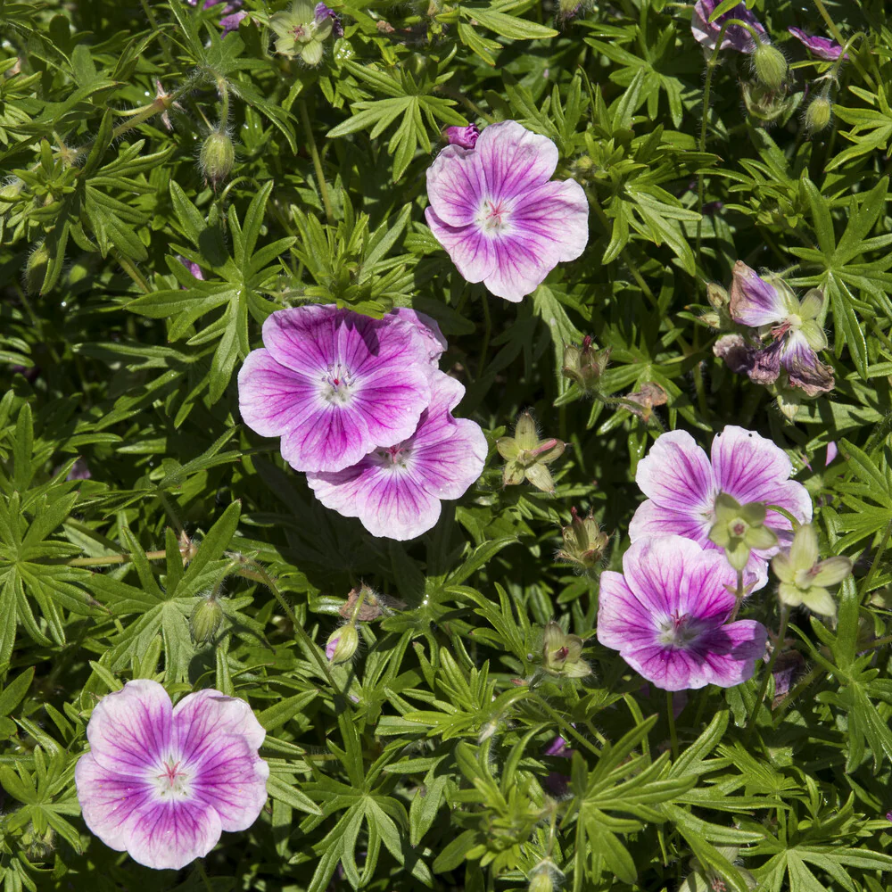 Géranium vivace sanguin Elke - Image 3