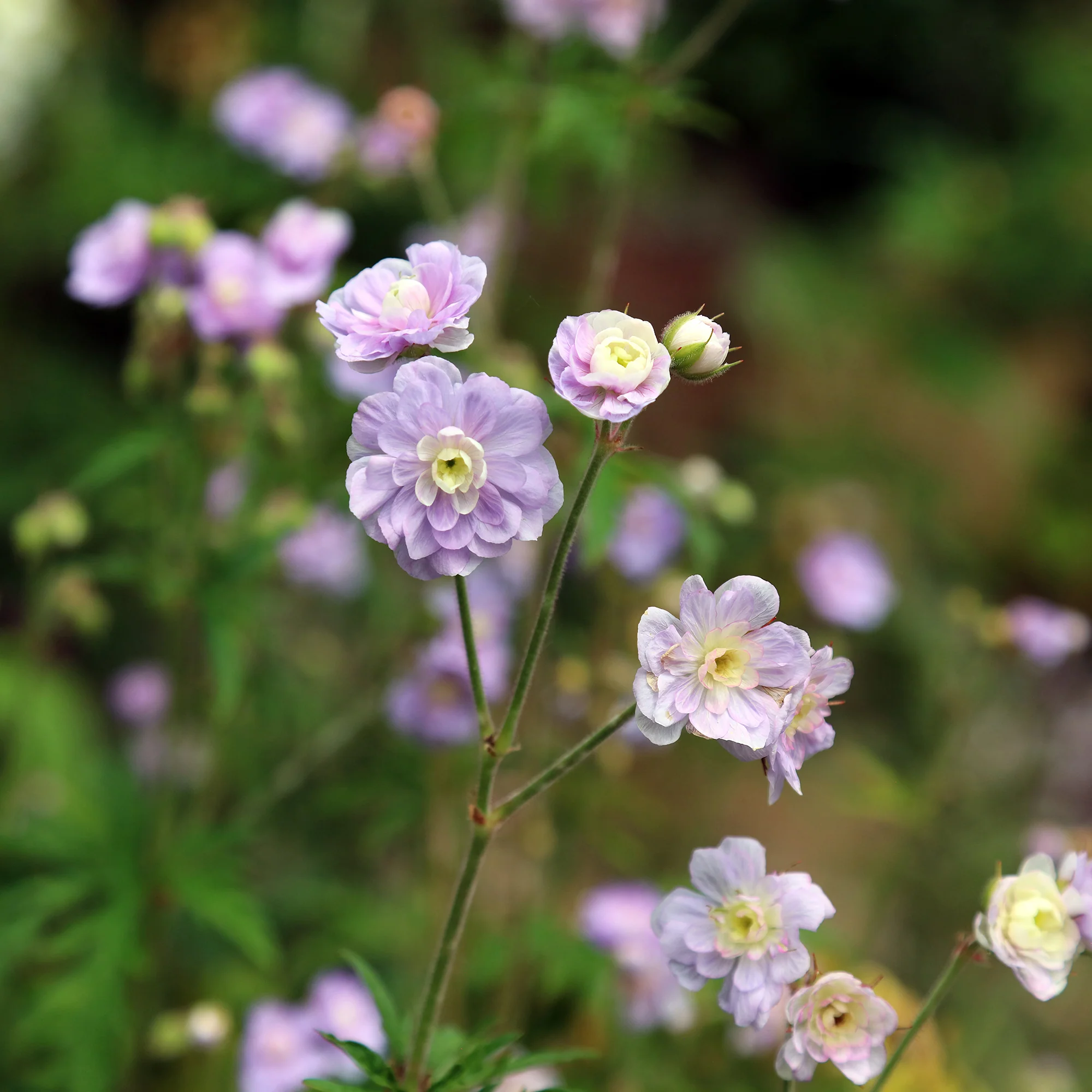 Géranium vivace Summer Skies