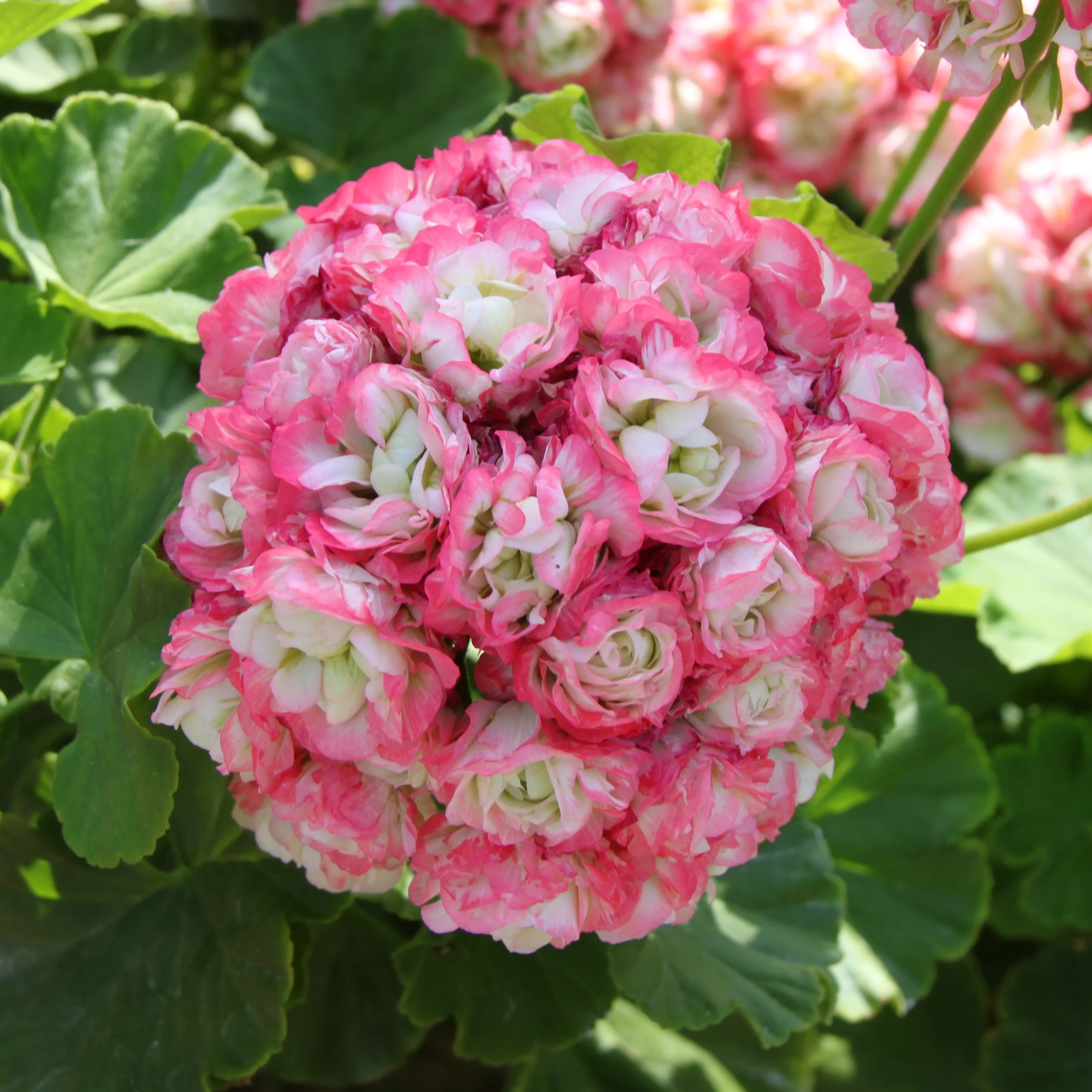 3 Géraniums rose abricot