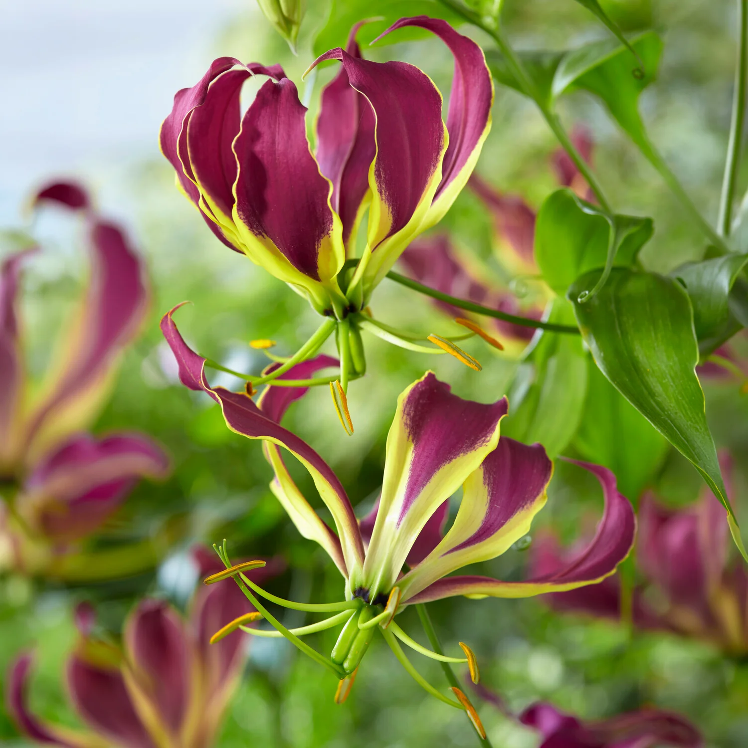 Gloriosa Carsonii - Lis de Malabar - Image 2