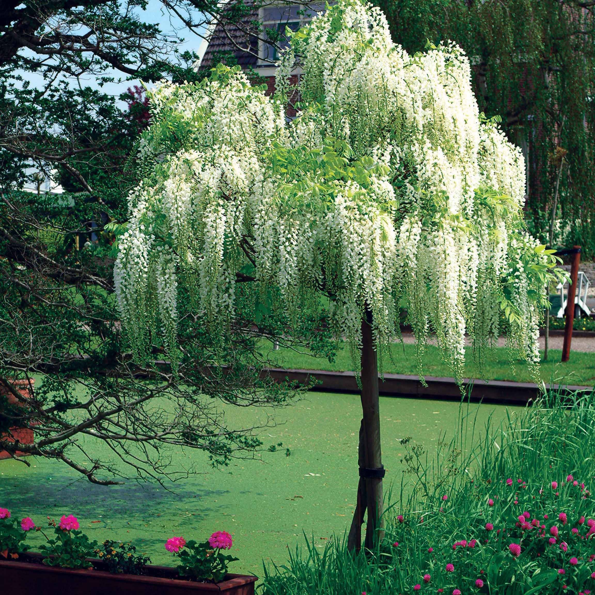 Glycine blanche sur tige - Image 8