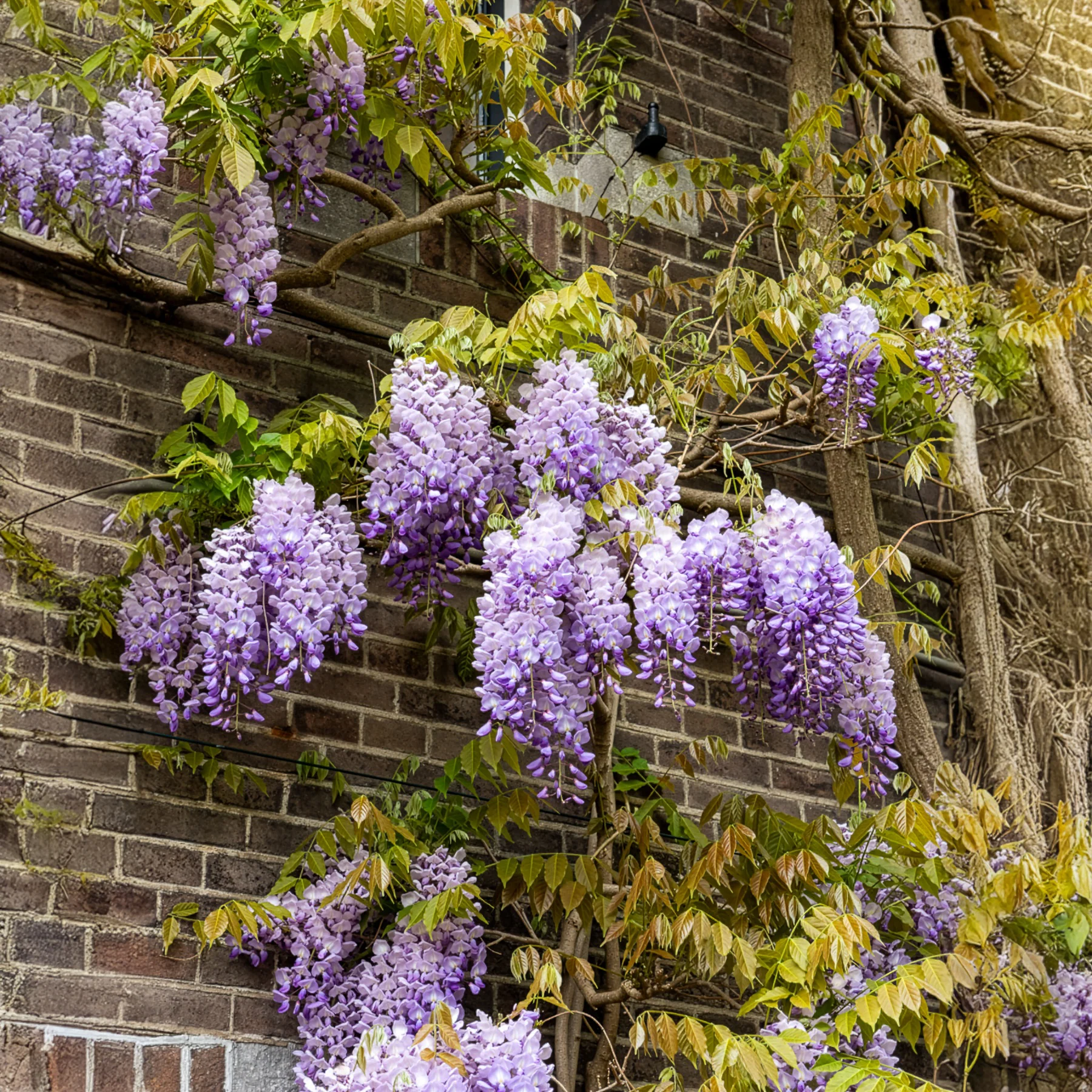 Glycine de Chine Prolific - Image 3