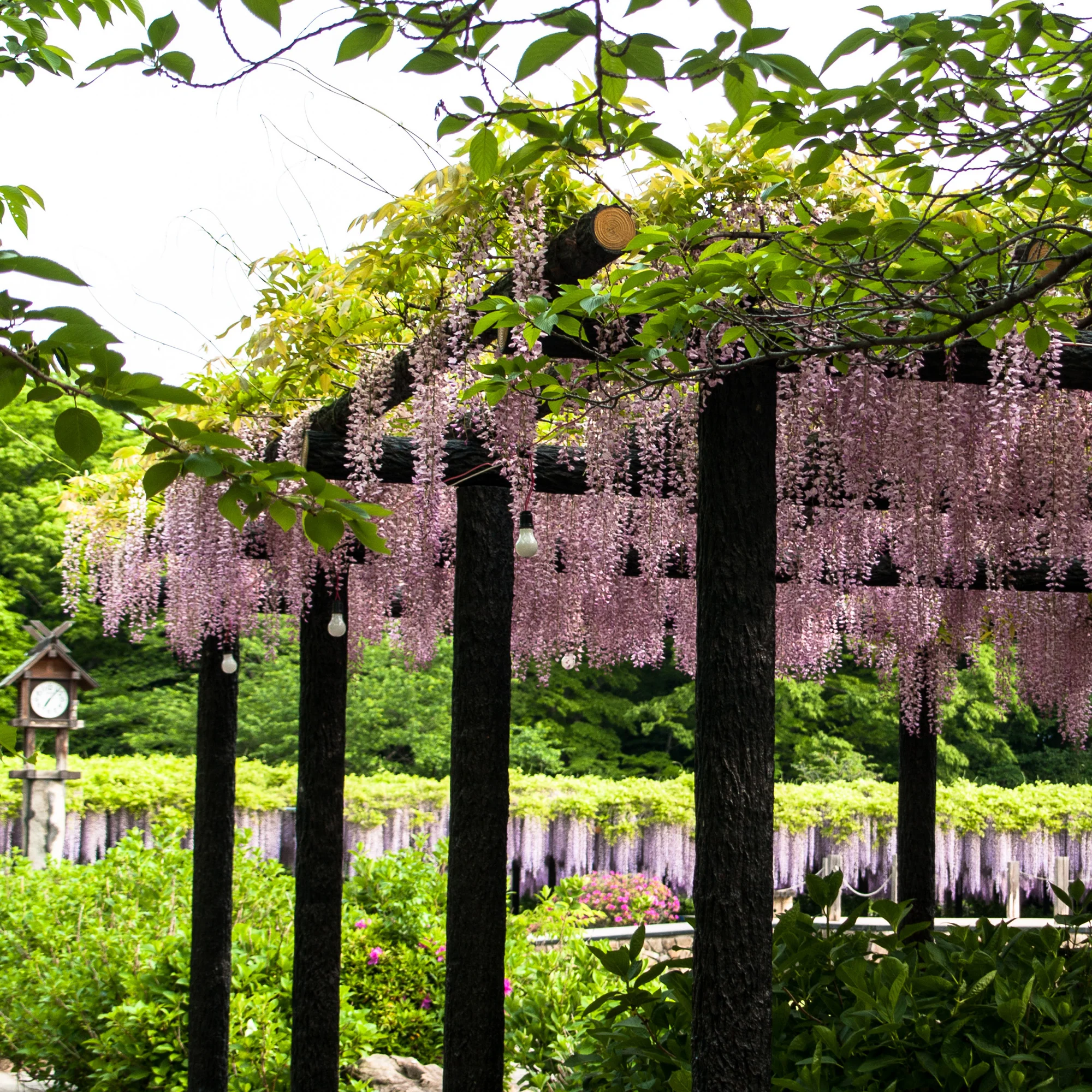 Glycine rose - Image 2