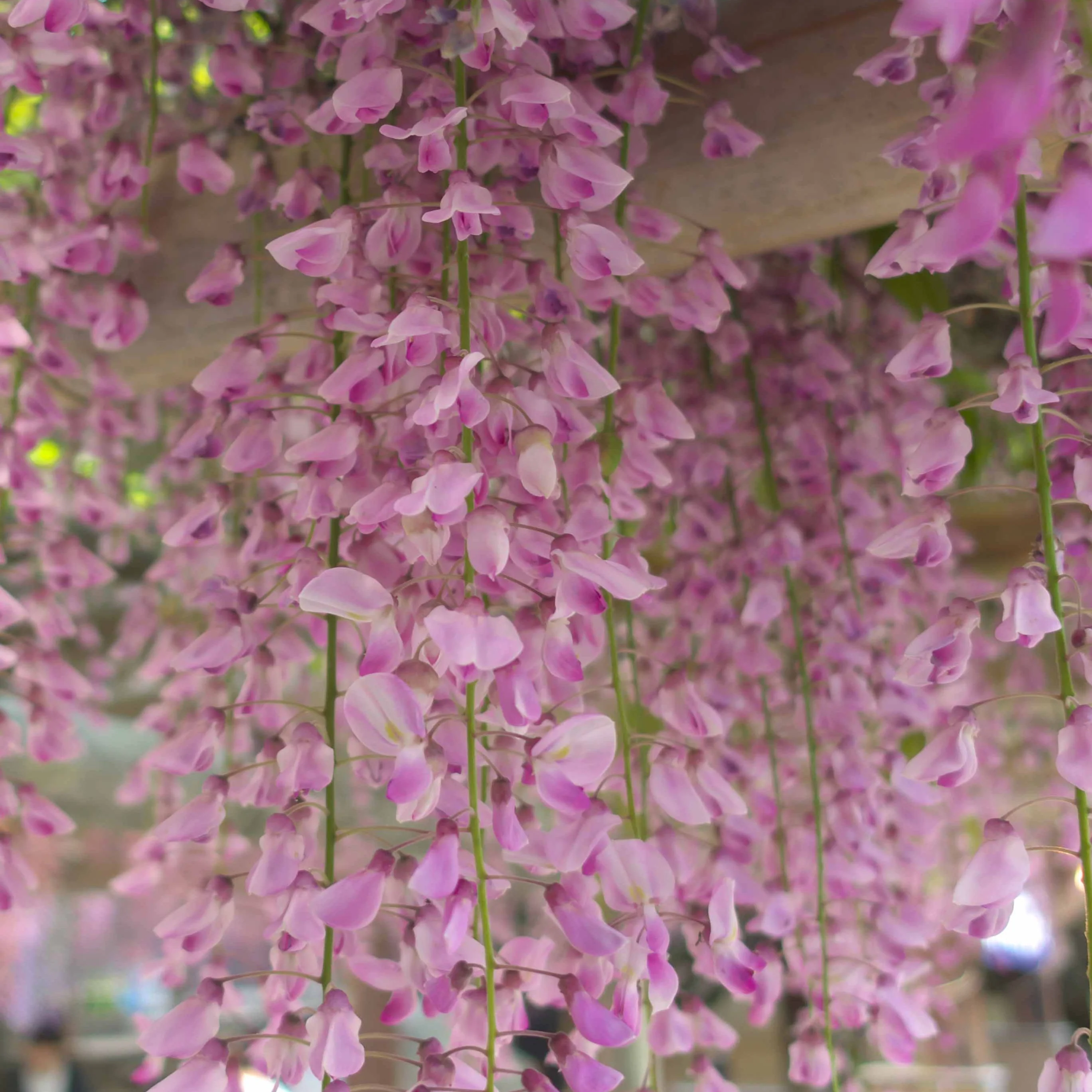 Glycine rose - Image 3