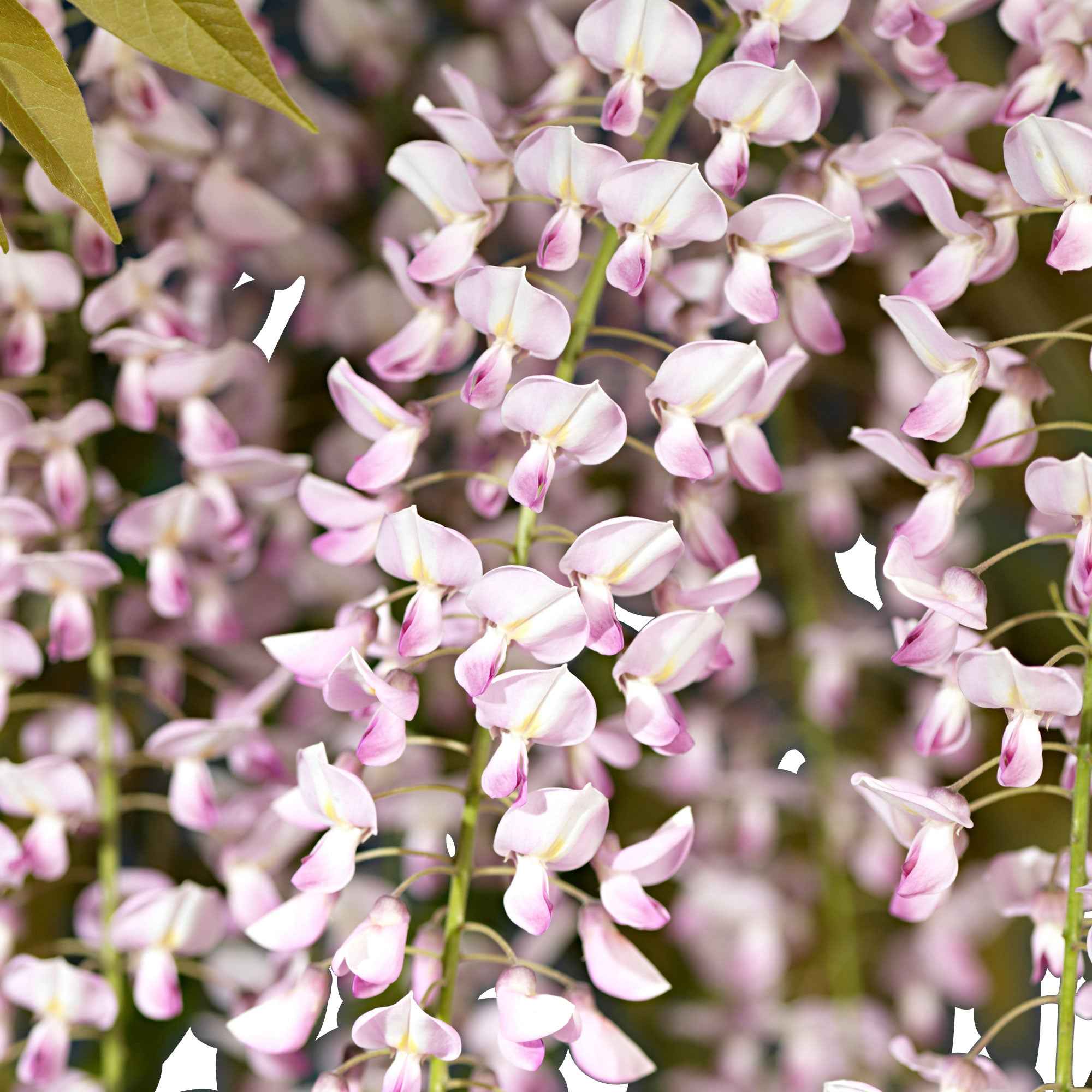 Glycine rose - Image 5