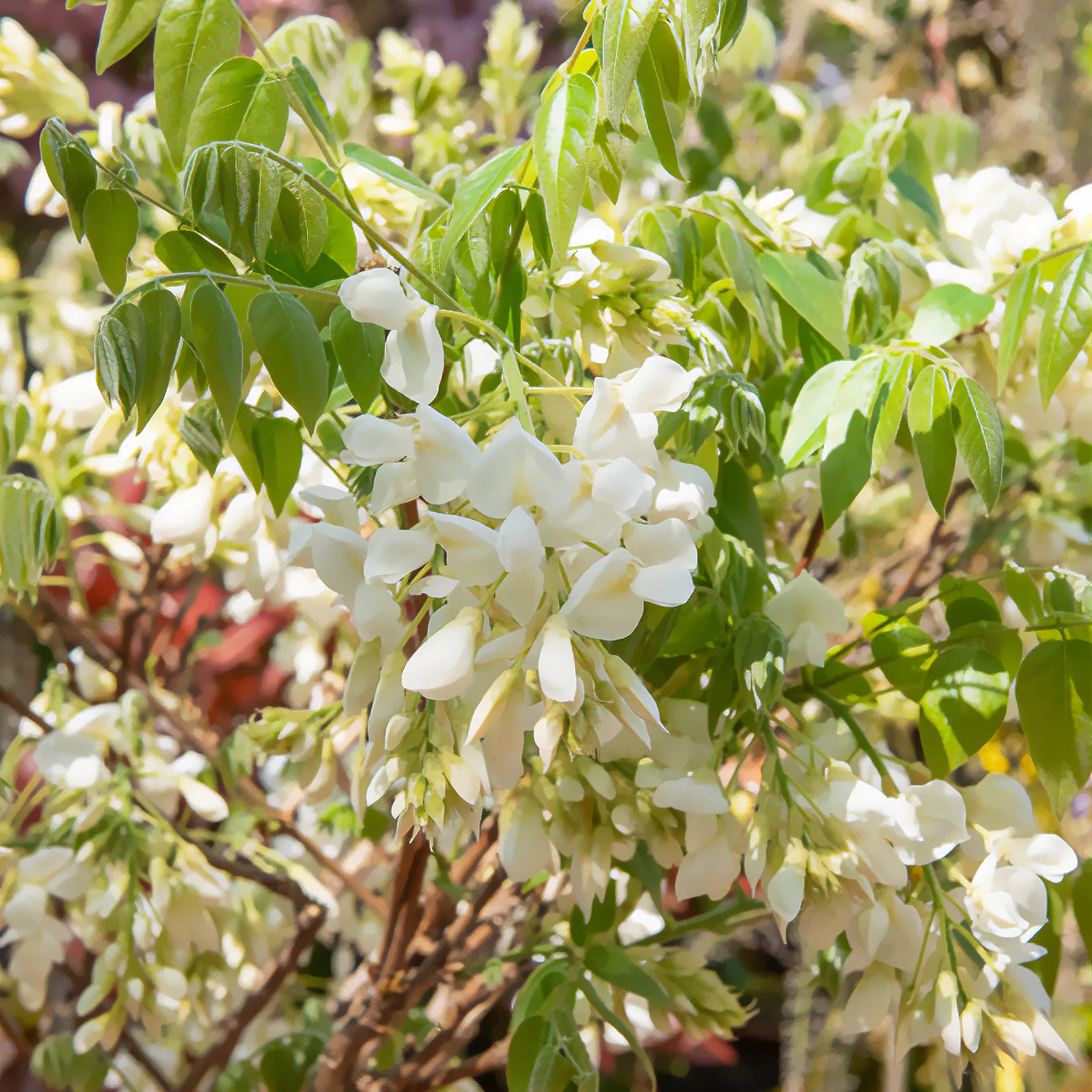 Glycine soyeuse blanche - Image 2