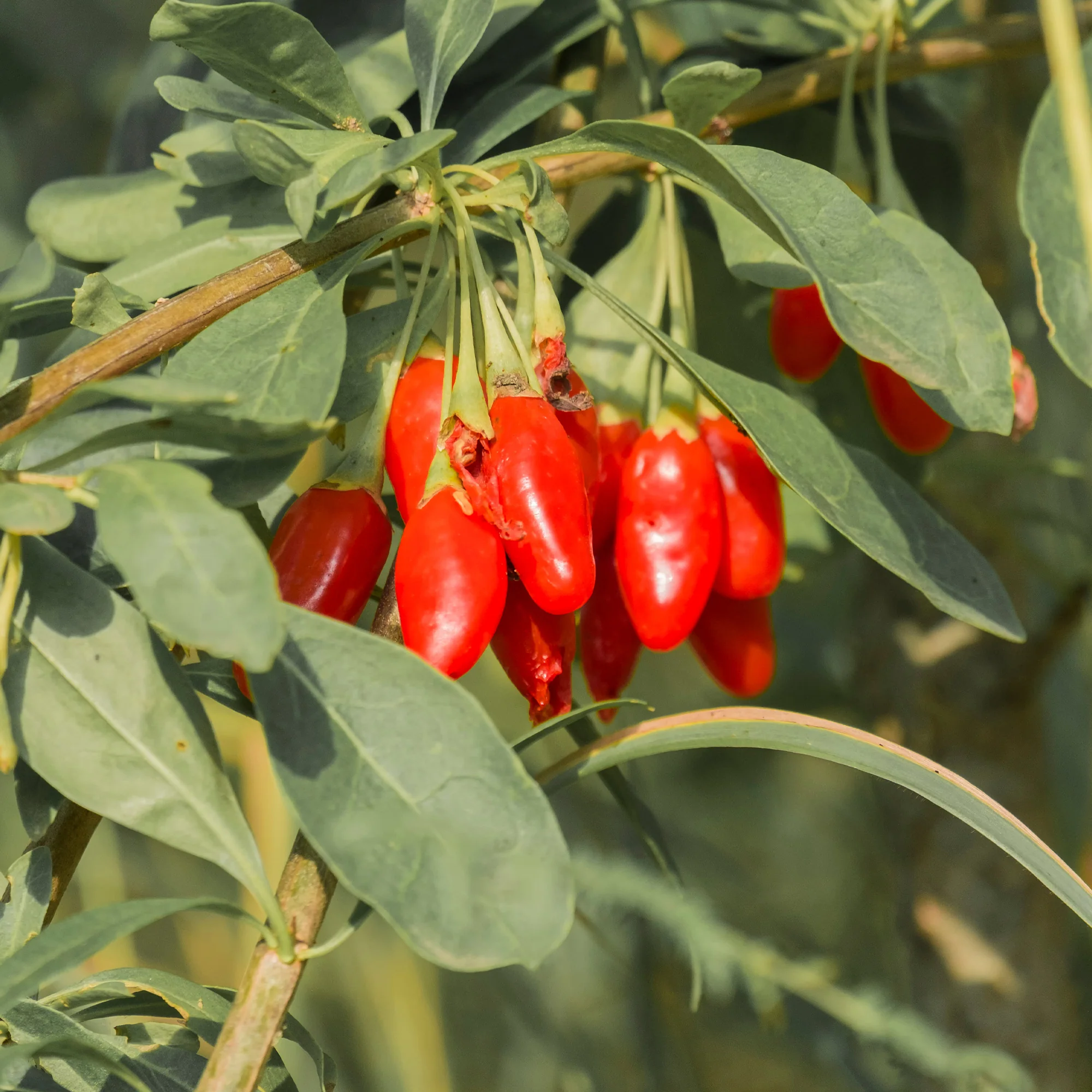 Baie de Goji - Image 4