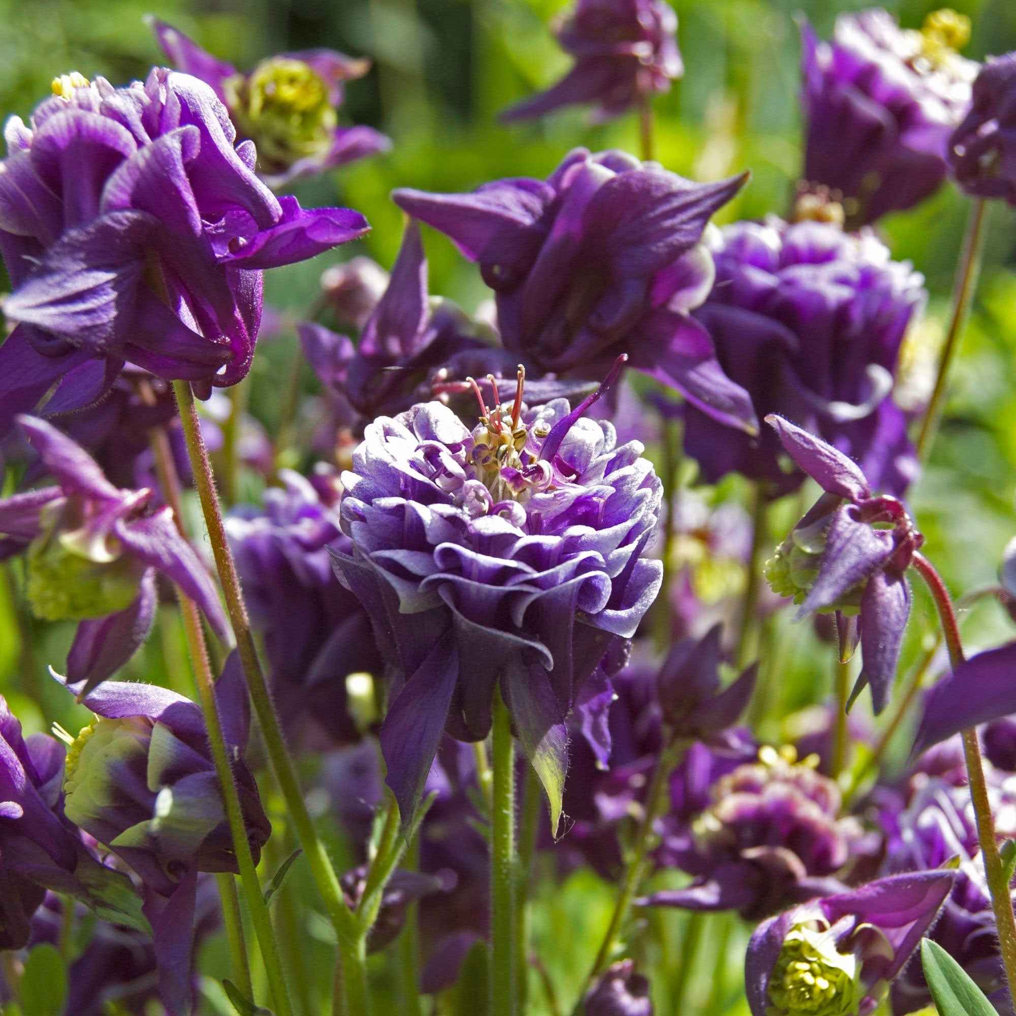 Ancolies des jardins Granny's Bonnets en mélange - Image 3