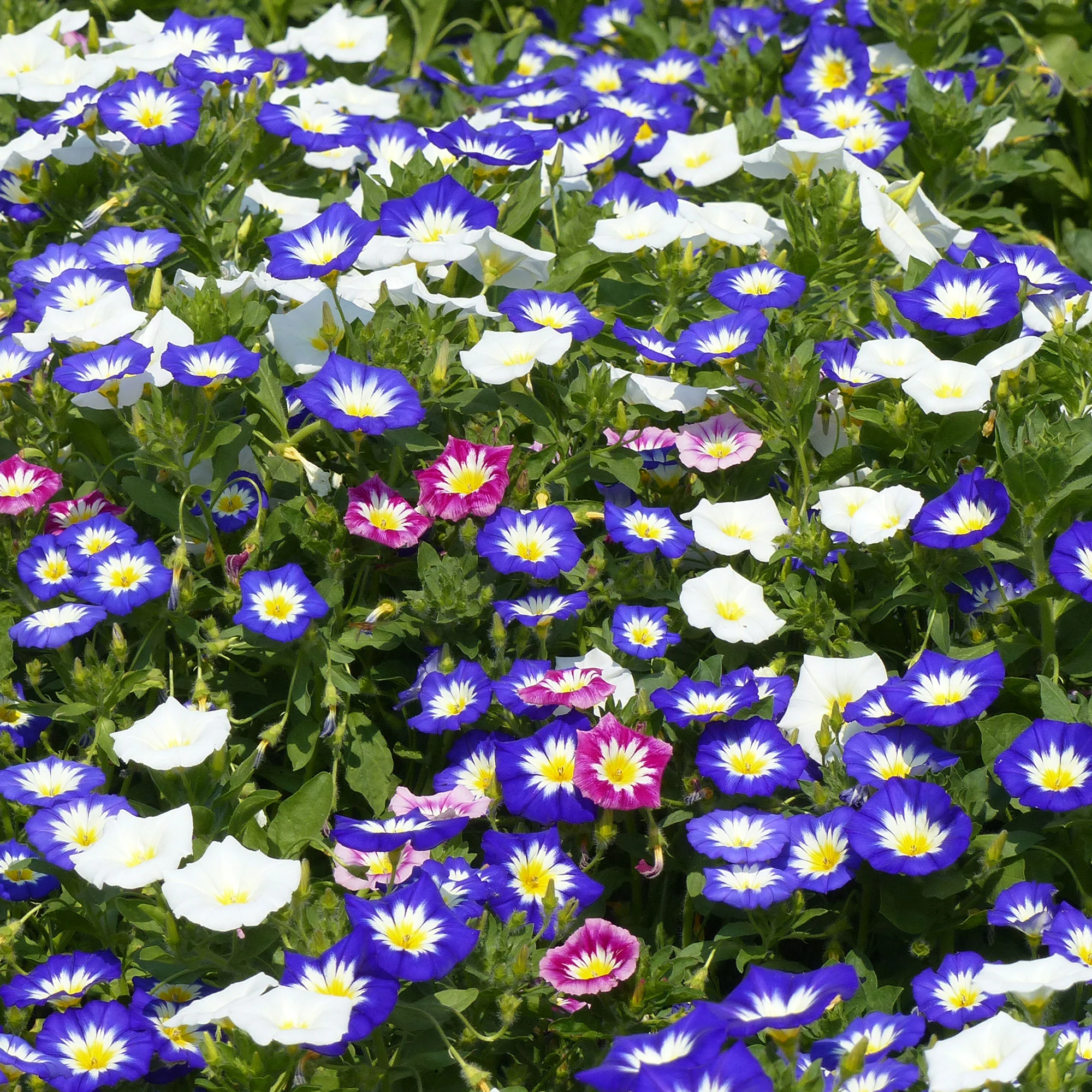 Belle de jour variées - Image 2