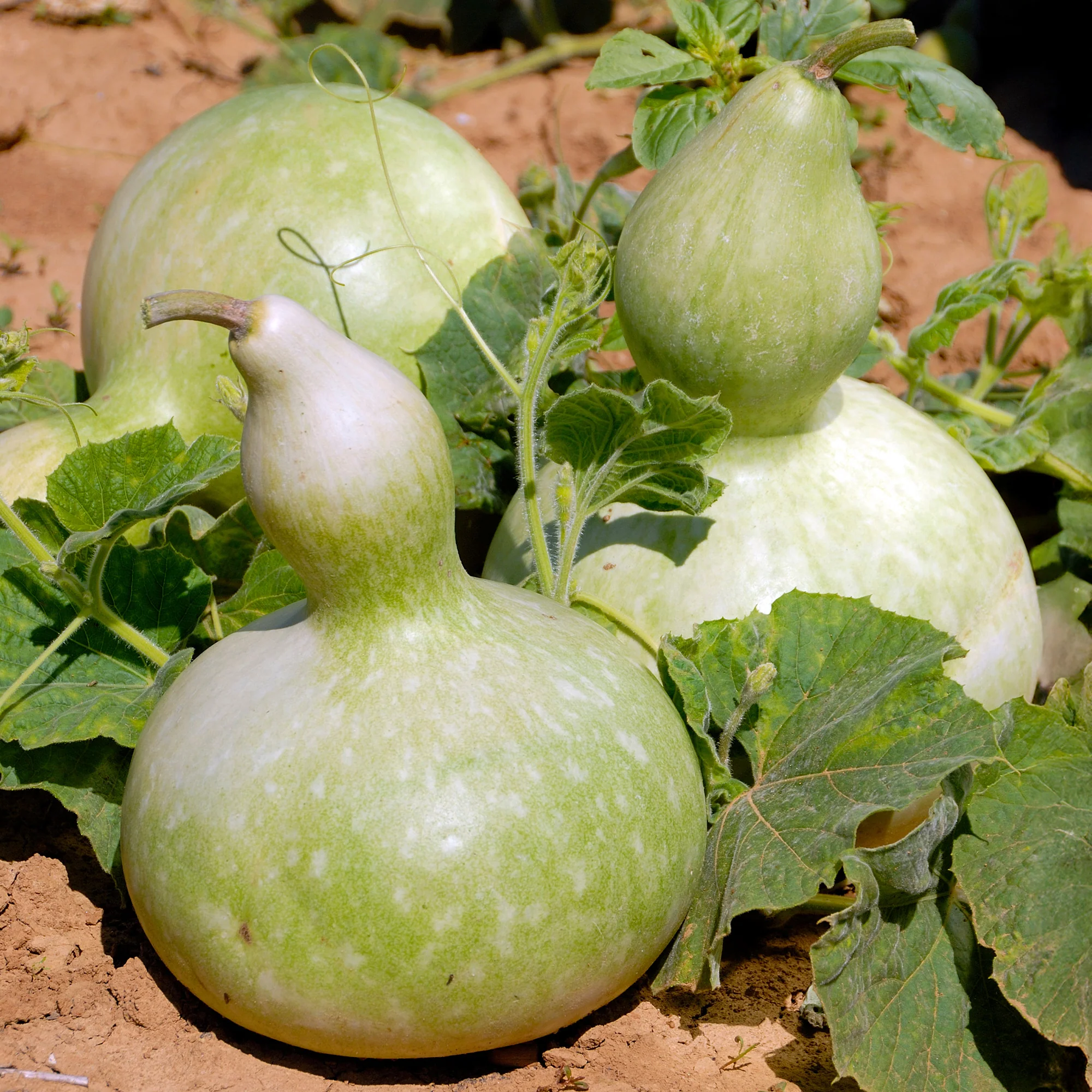 Calebasse - Gourde