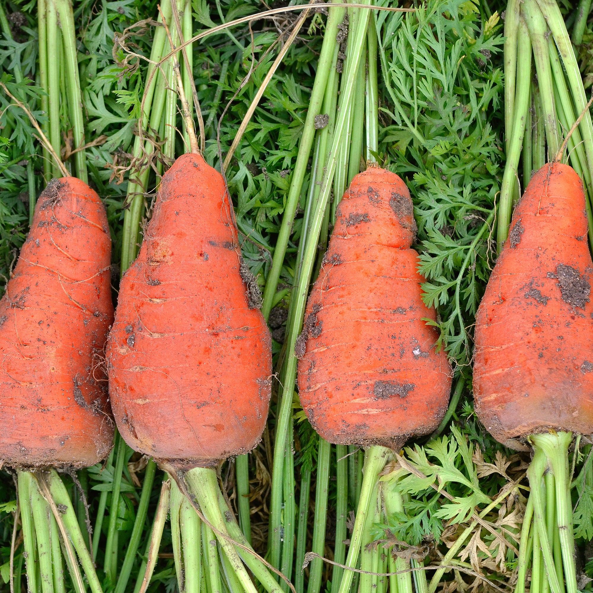 Carotte De Chantenay à coeur rouge - Image 2