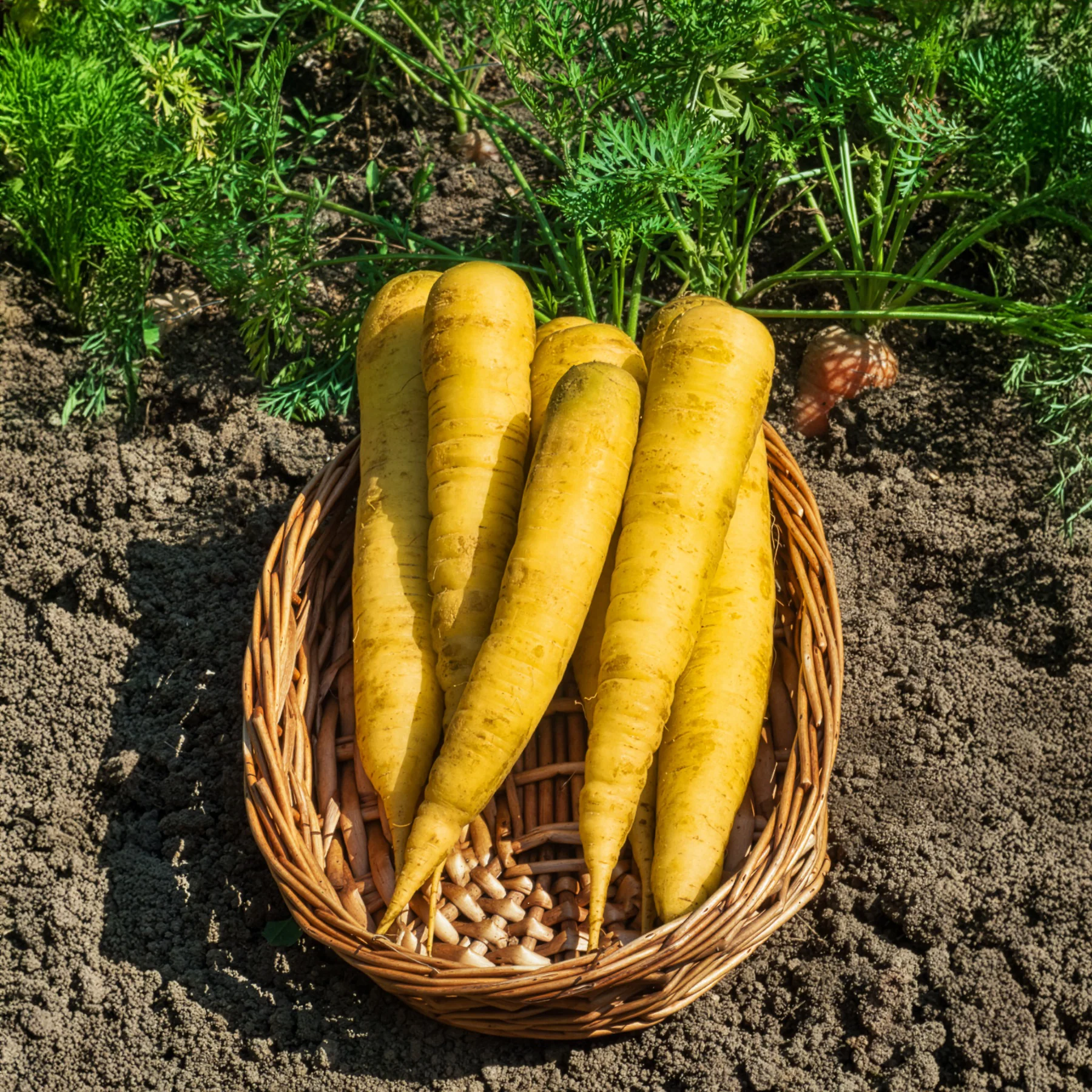 Carotte Jaune de Lobberich