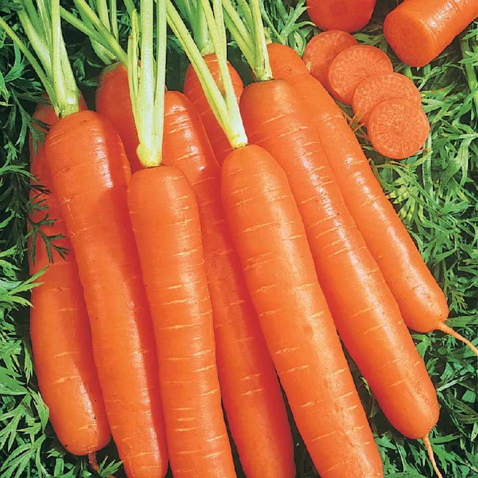 Carotte Longue lisse de Meaux (200 g enrobées)