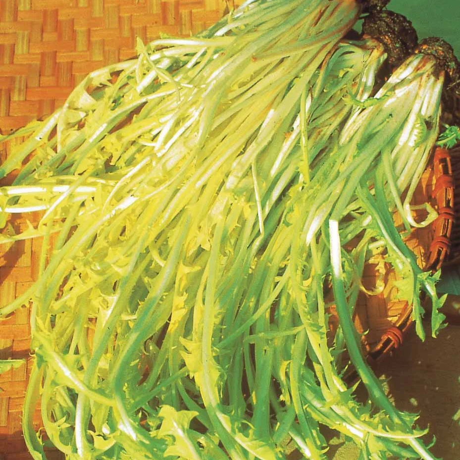 Chicorée sauvage Barbe de Capucin