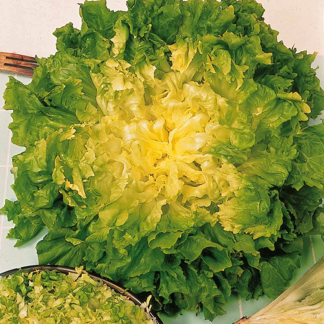 Chicorée scarole Blonde à coeur plein (ruban)