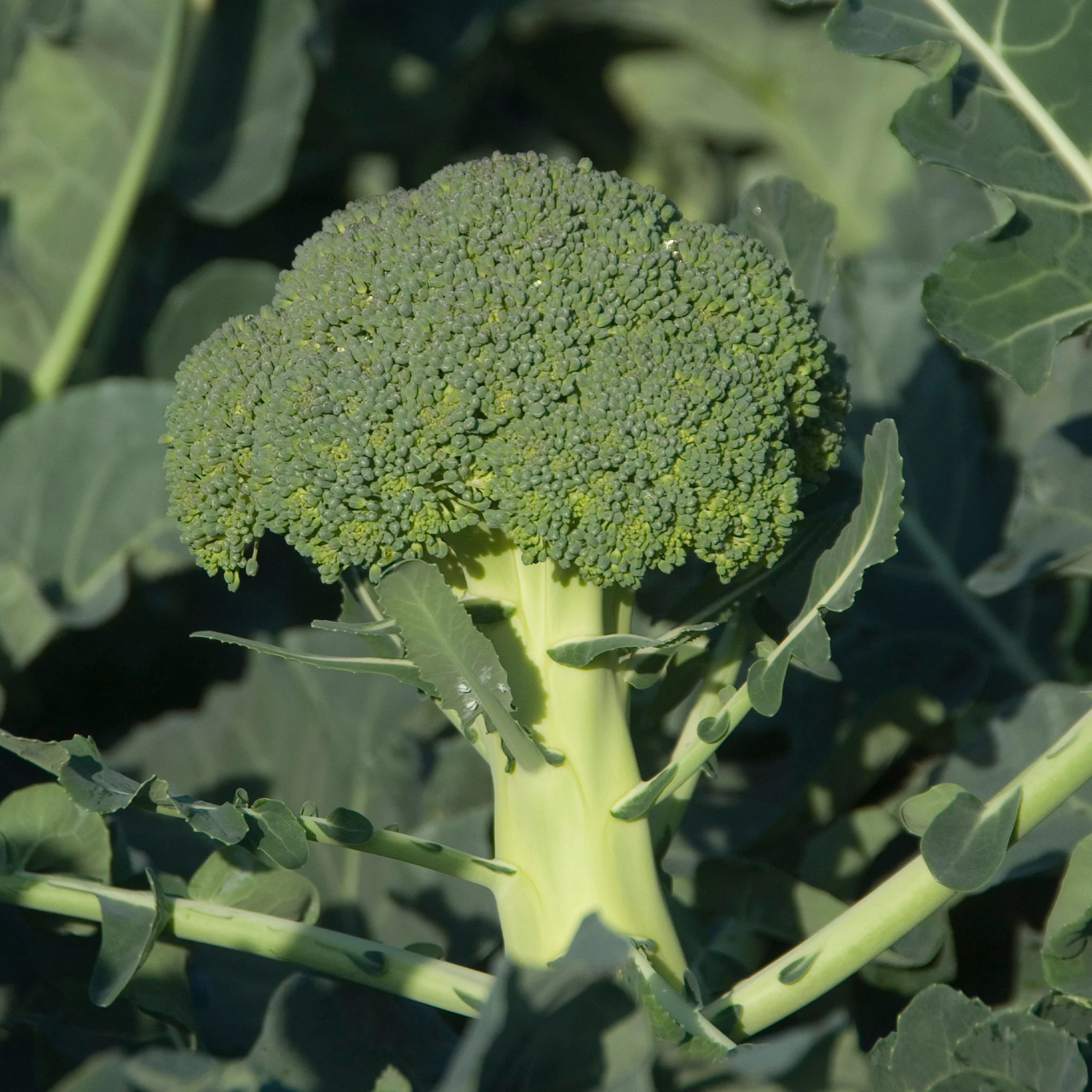 Chou brocoli Calabrese Natalino - Image 2