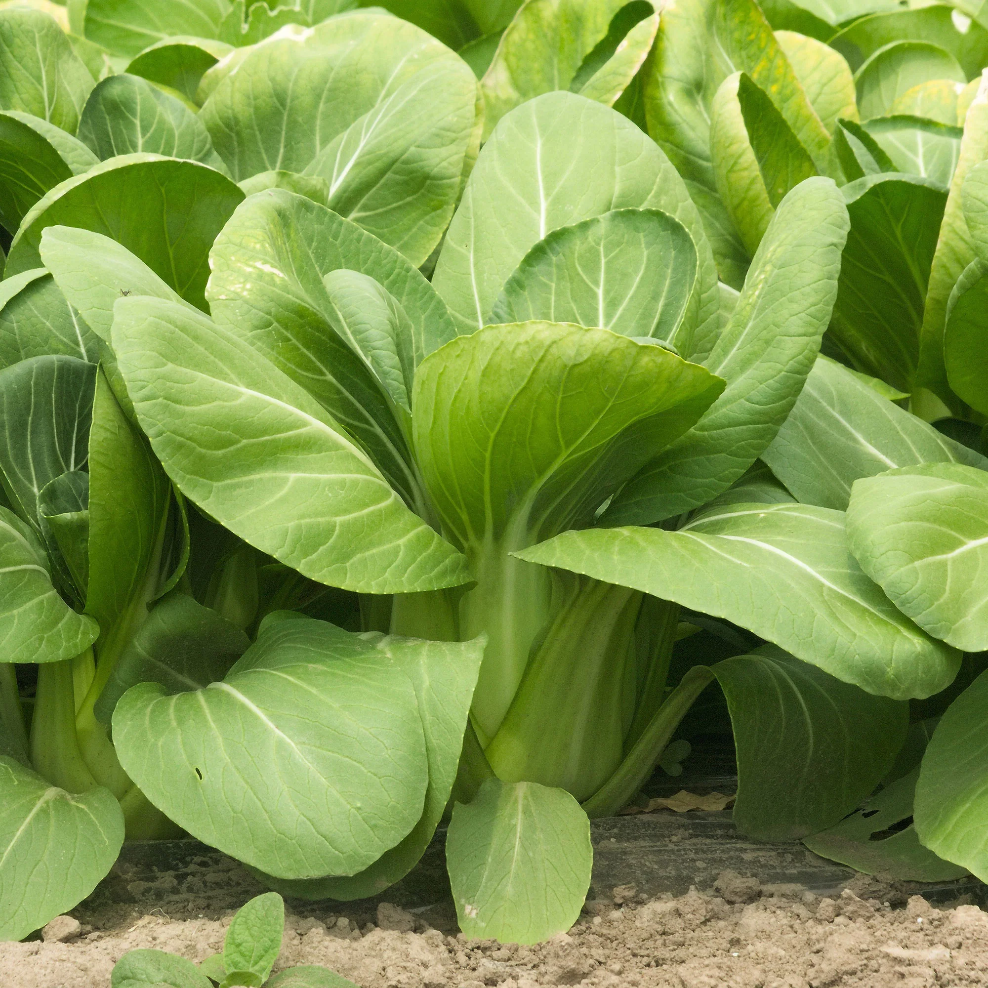 Chou de Chine Pak-choi Green Fortune F1 - Image 3