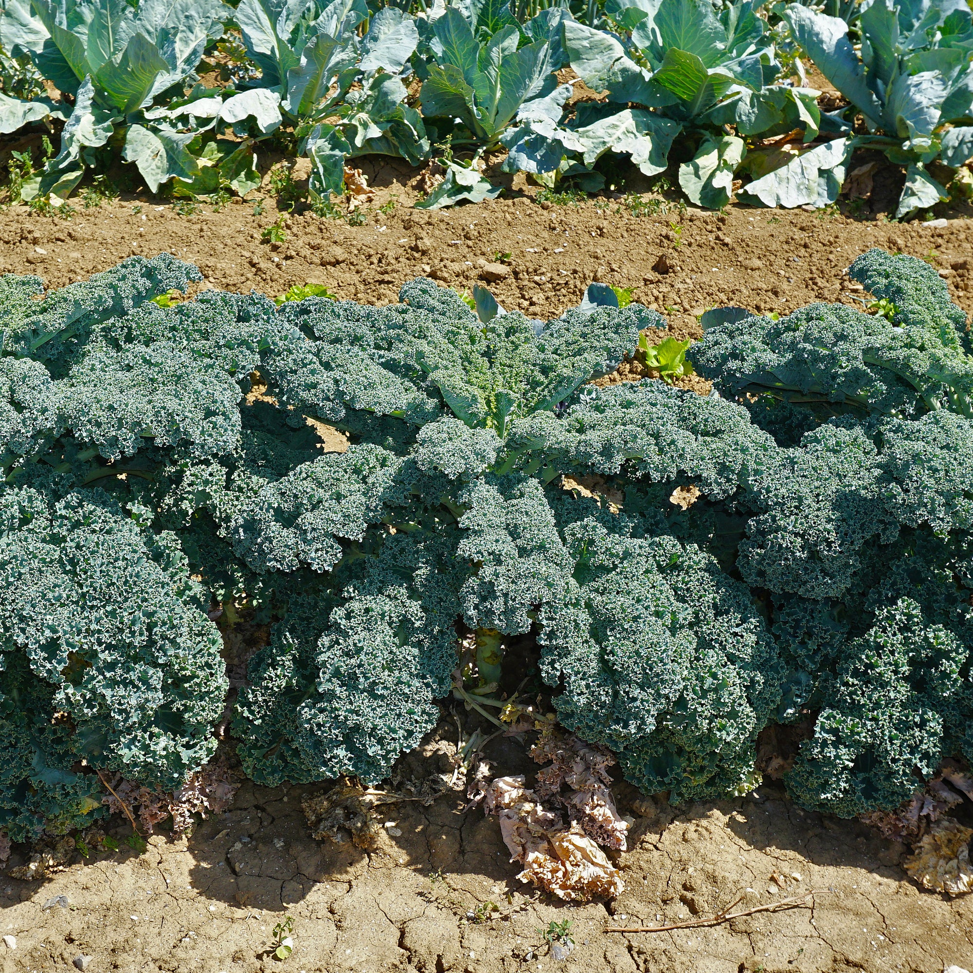 Chou frisé d'automne tardif Westlandse Herfst Kale - Image 2