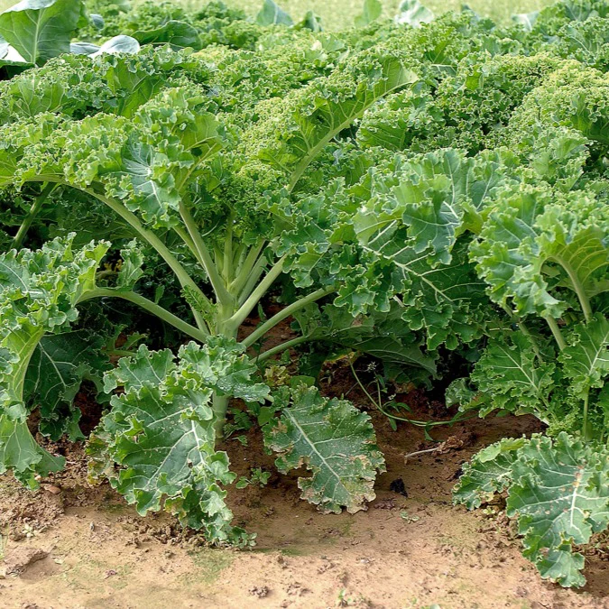 Chou frisé Vert demi nain Kale - Image 2
